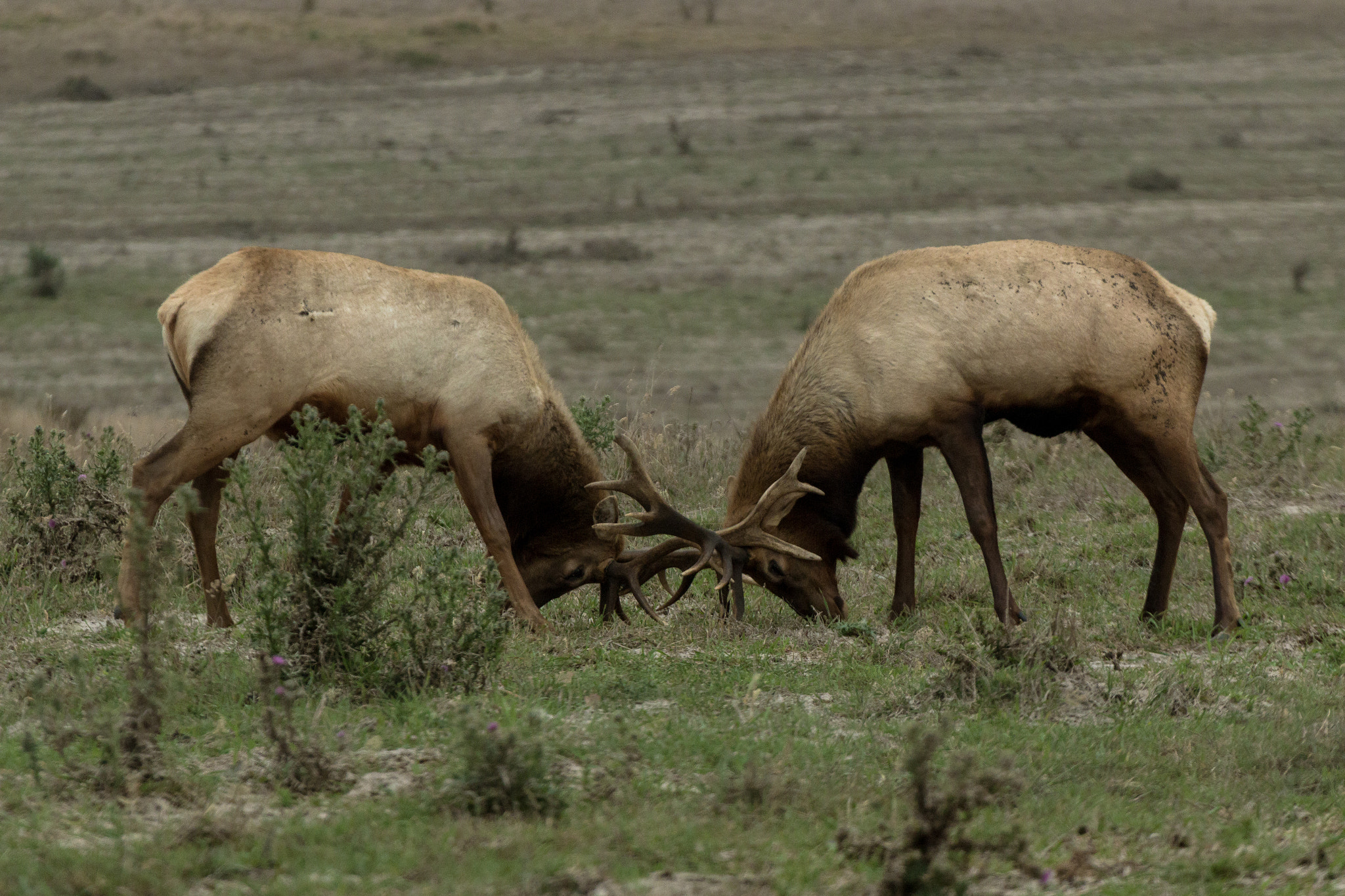 Canon EOS 70D + Canon EF 100-400mm F4.5-5.6L IS USM sample photo. Buck tango photography