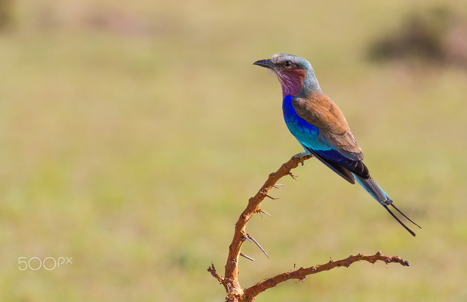 Canon EF 100-400mm F4.5-5.6L IS USM sample photo. Lilac-breasted roller photography