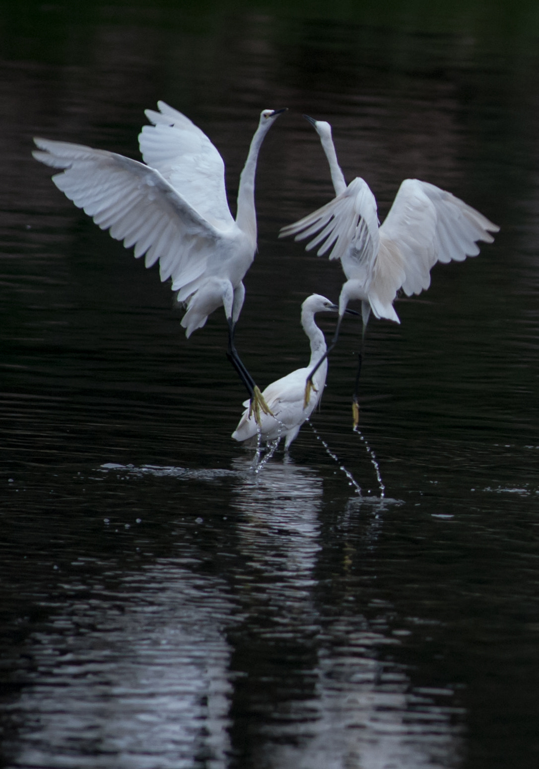 Nikon D3 + Nikkor 500mm f/4 P ED IF sample photo. Dsc_3152.jpg photography