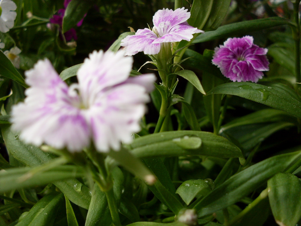 Samsung KENOX S760  / Samsung S760 sample photo. Flower power photography