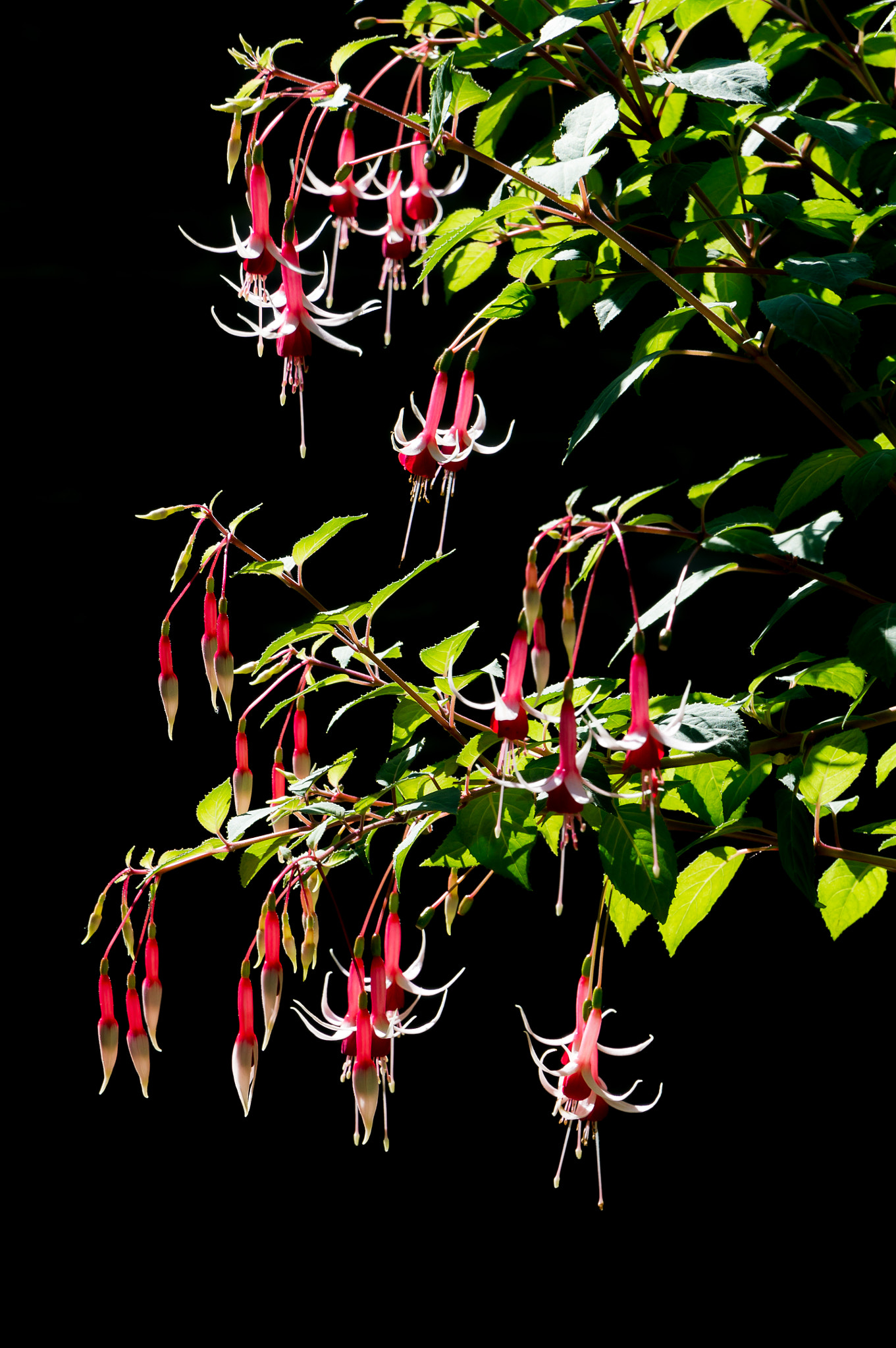 Sony Alpha NEX-6 + Sony E PZ 18-105mm F4 G OSS sample photo. Fuchsia ii photography