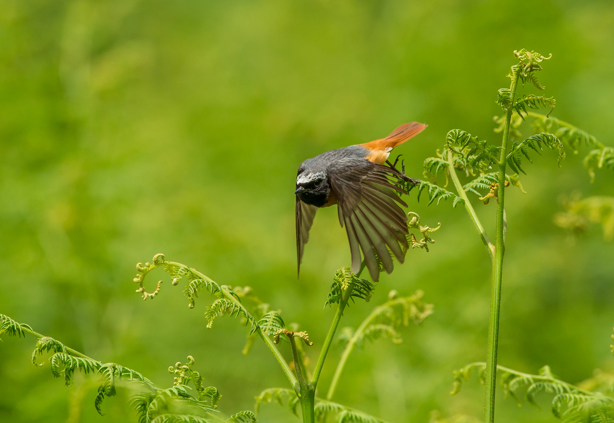 Canon EF 300mm F2.8L IS II USM sample photo. Redstart take off photography