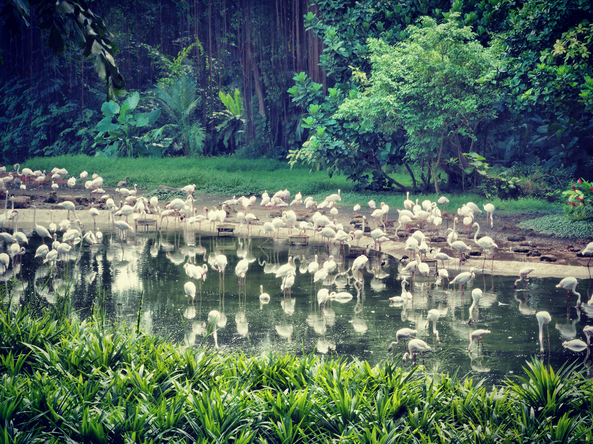 Olympus PEN-F sample photo. Pelican,jurong birds park,singapore photography