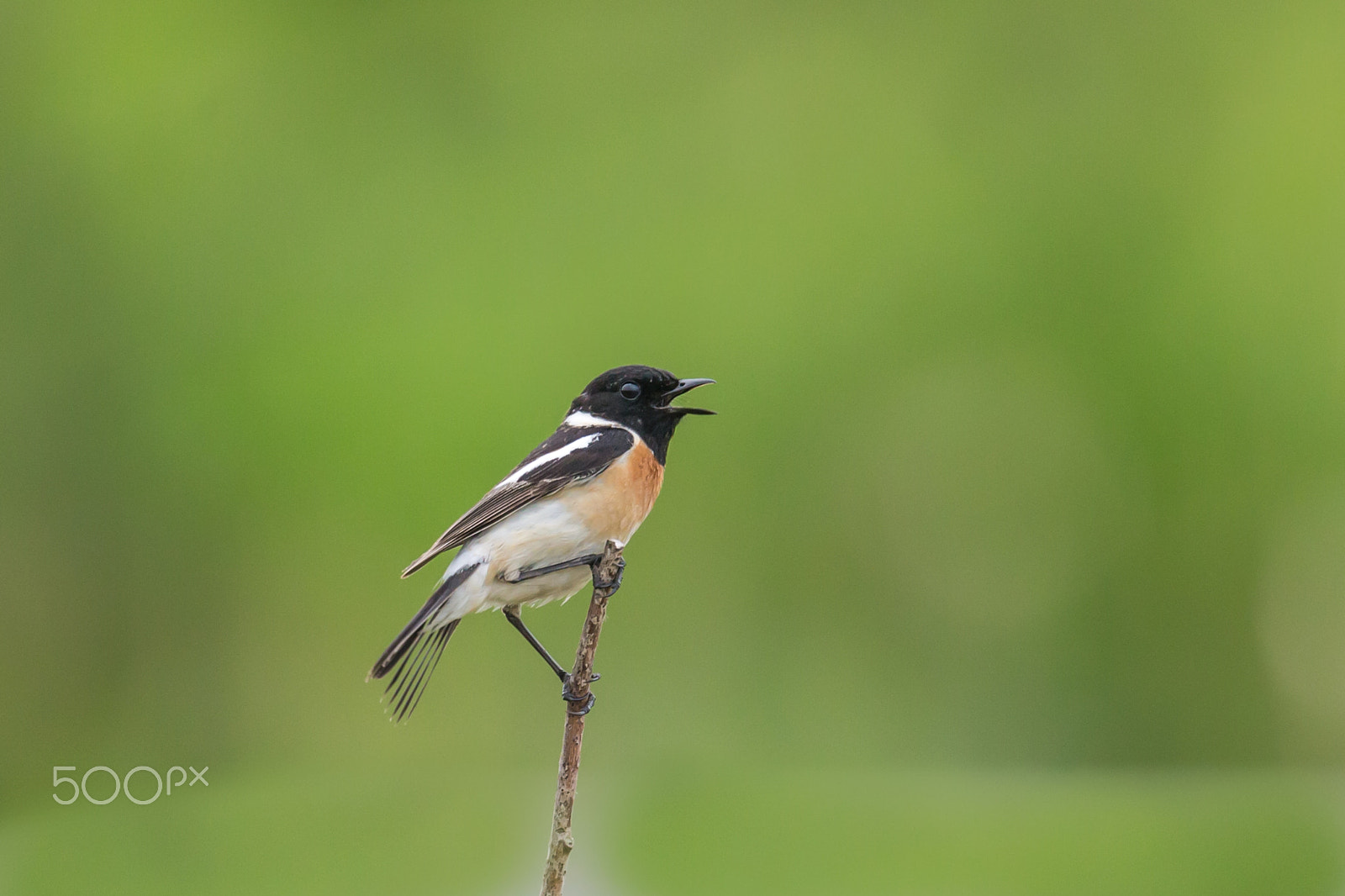 Canon EF 500mm F4L IS II USM sample photo. Singing in green photography