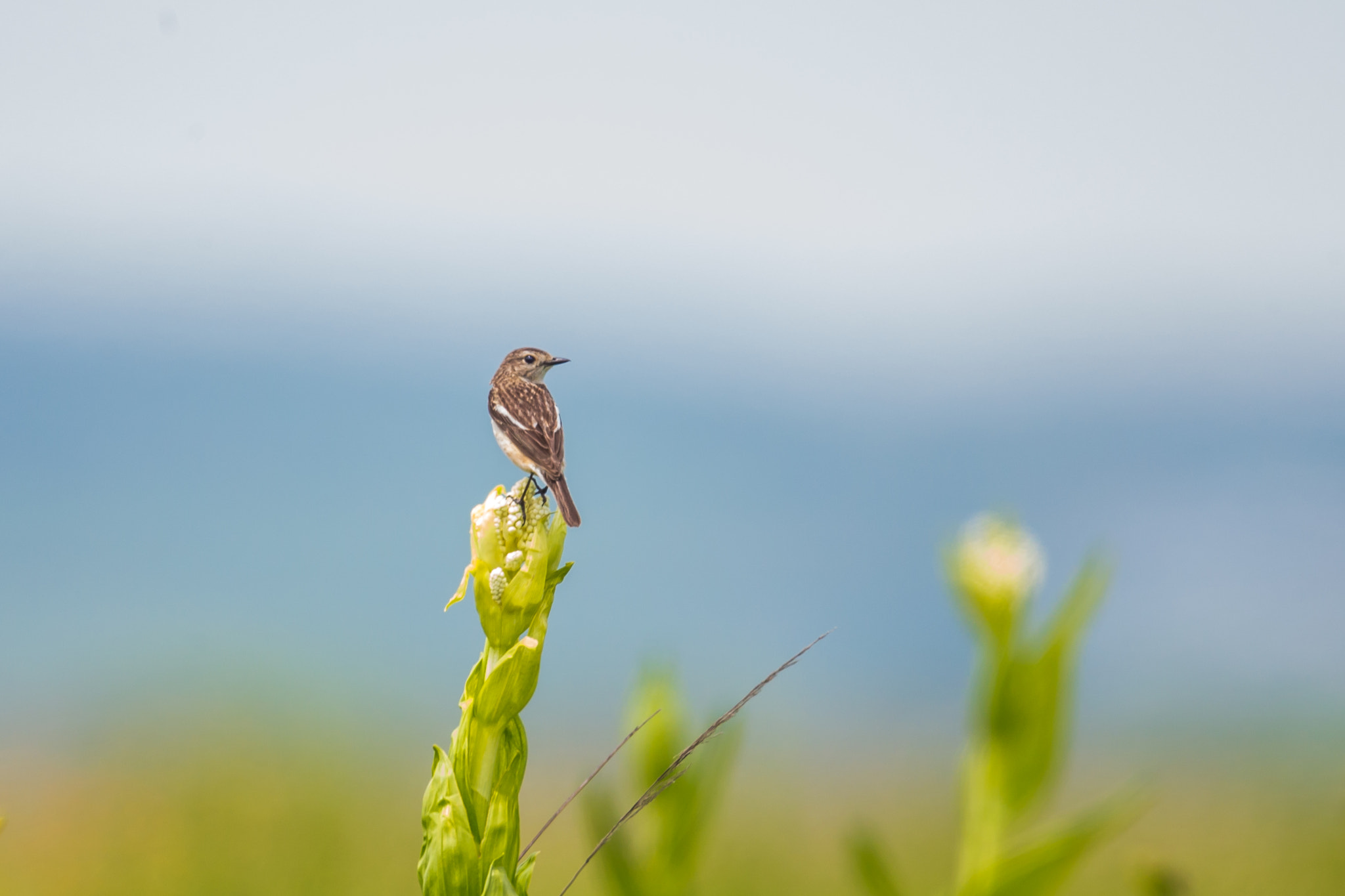 Canon EF 500mm F4L IS II USM sample photo. Female stonechat photography