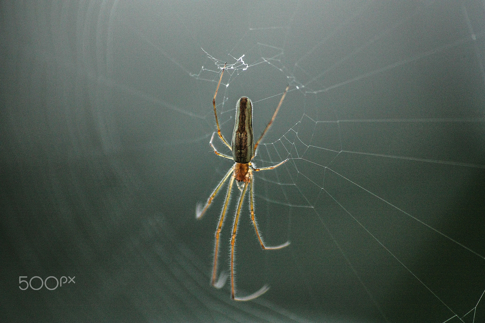 Sigma 70-300mm F4-5.6 APO DG Macro sample photo. Just a quiet spider photography