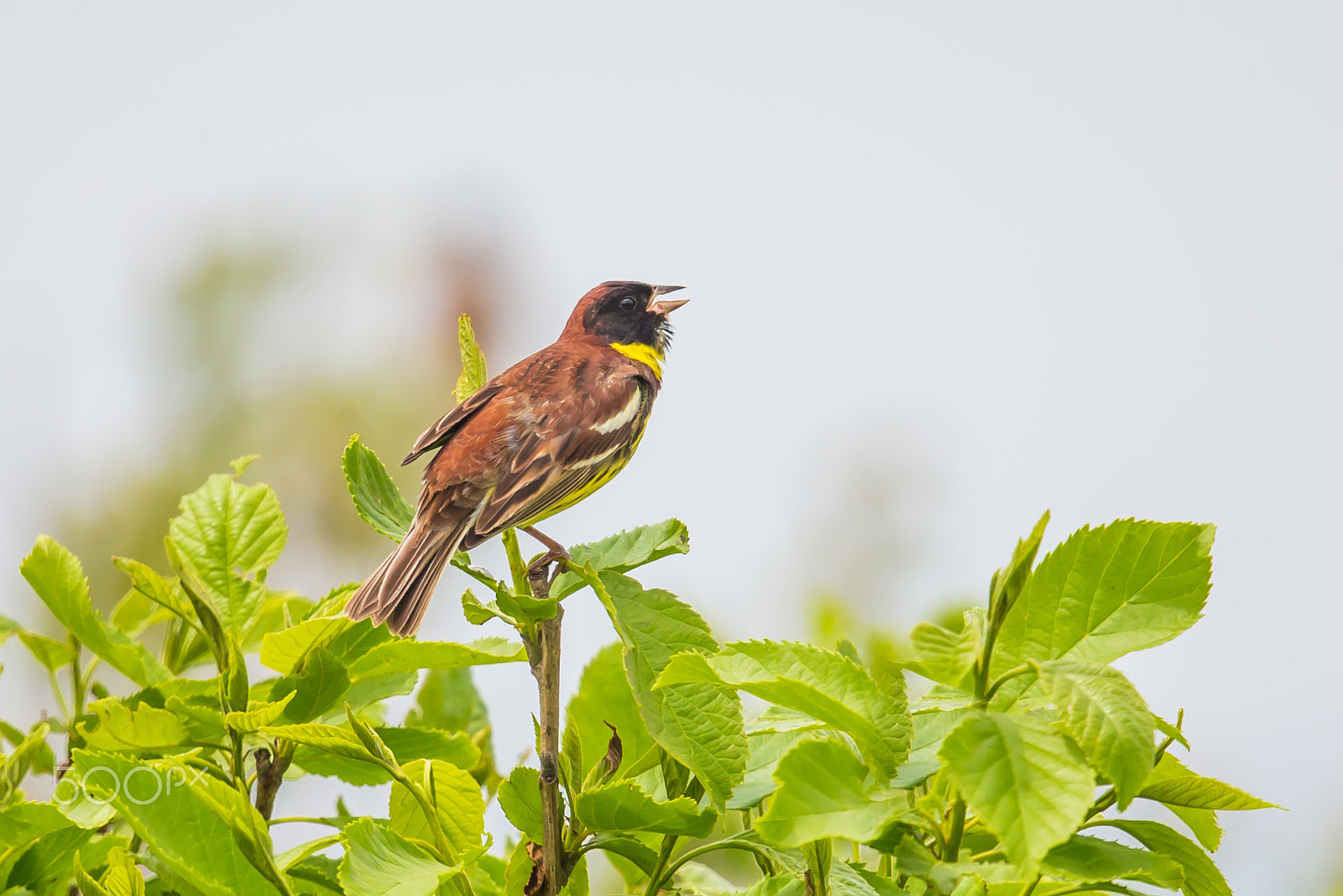 Canon EF 500mm F4L IS II USM sample photo. Singing yellow-breasted bunting photography