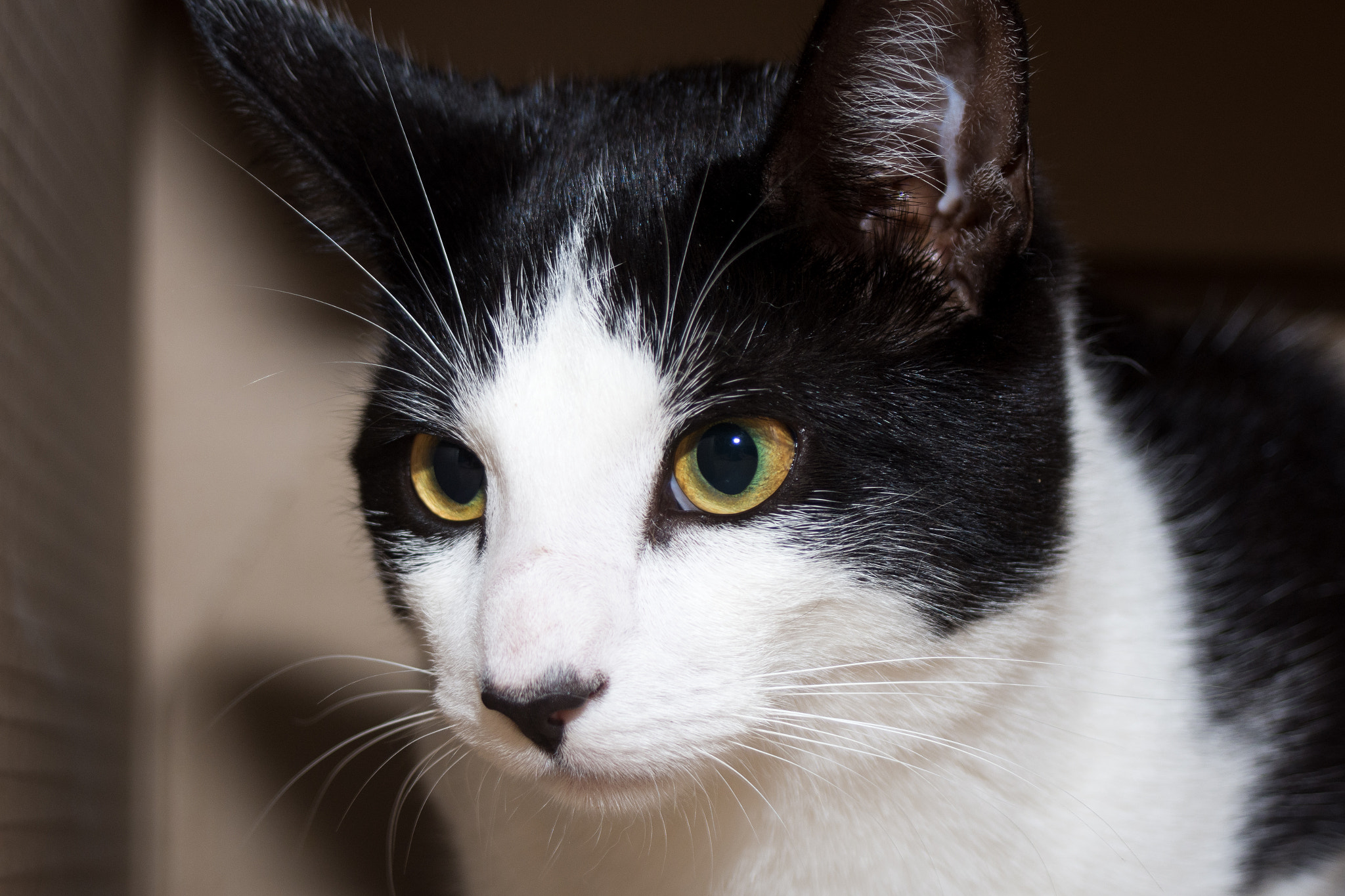 AF Zoom-Nikkor 35-80mm f/4-5.6D N sample photo. Gizmo the kitten photography