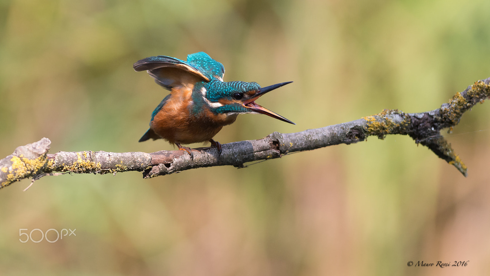 Nikon AF-S Nikkor 300mm F2.8G ED VR II sample photo. Gooood morniiiing !!! photography