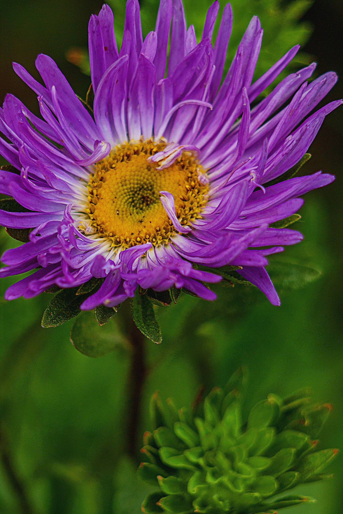 Canon EF 75-300mm f/4-5.6 USM sample photo. Aster - space in each flower photography