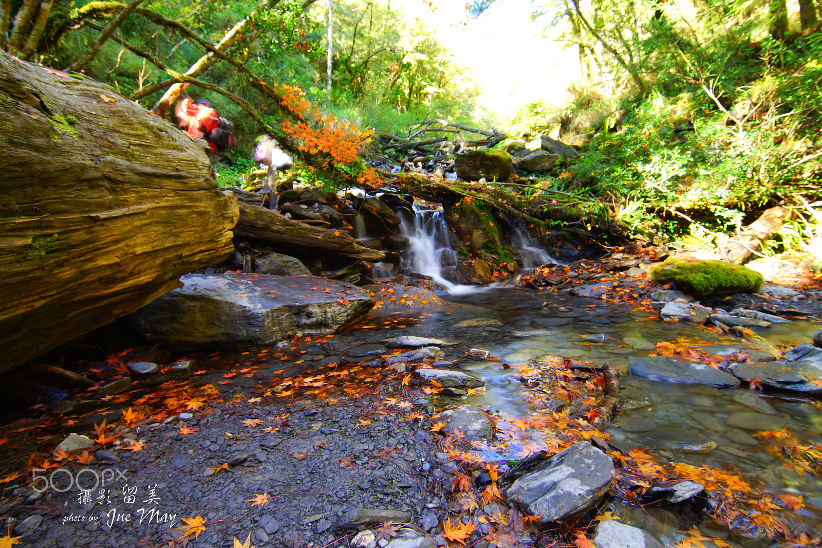 Sony SLT-A77 + 20mm F2.8 sample photo. 楓葉流瀑 photography