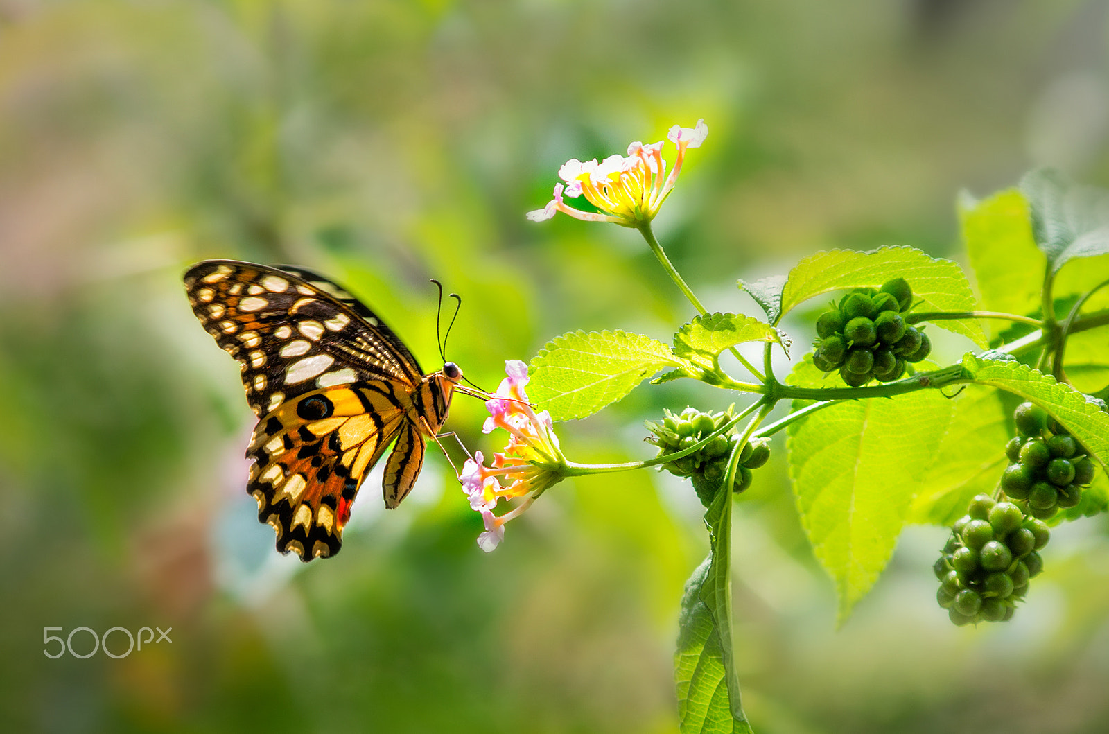 Pentax K-30 + HD Pentax DA 55-300mm F4.0-5.8 ED WR sample photo. Butterfly photography