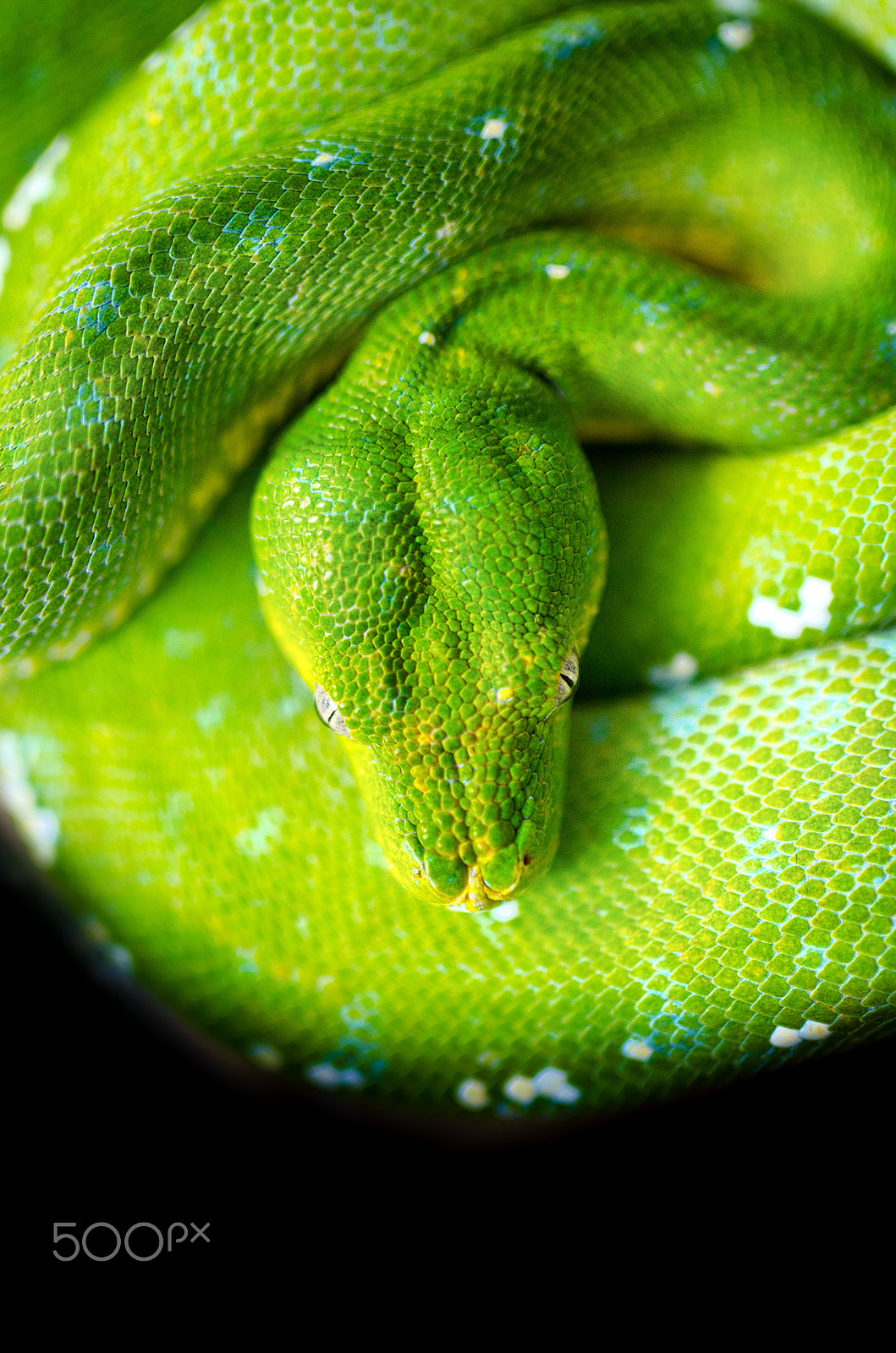 Nikon D7000 + Sigma 35mm F1.4 DG HSM Art sample photo. Morelia viridis photography