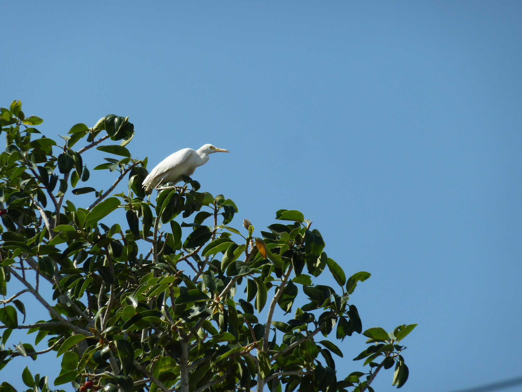 Panasonic DMC-ZS3 sample photo. Great egret bird in india - potd #8 | life thoughts camera photography