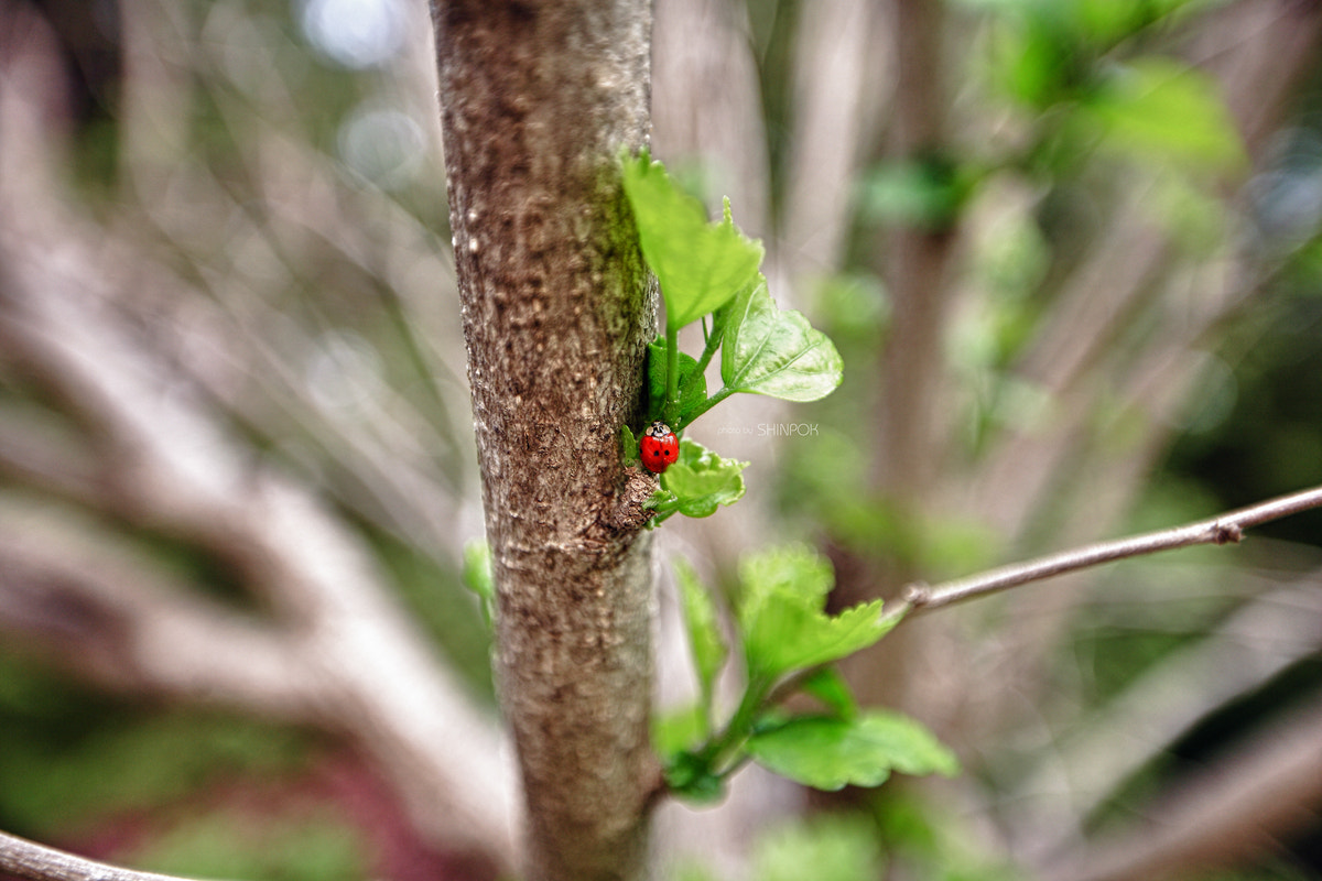 Canon EF 16-35mm F2.8L II USM sample photo. Baby harmonia axyridis photography