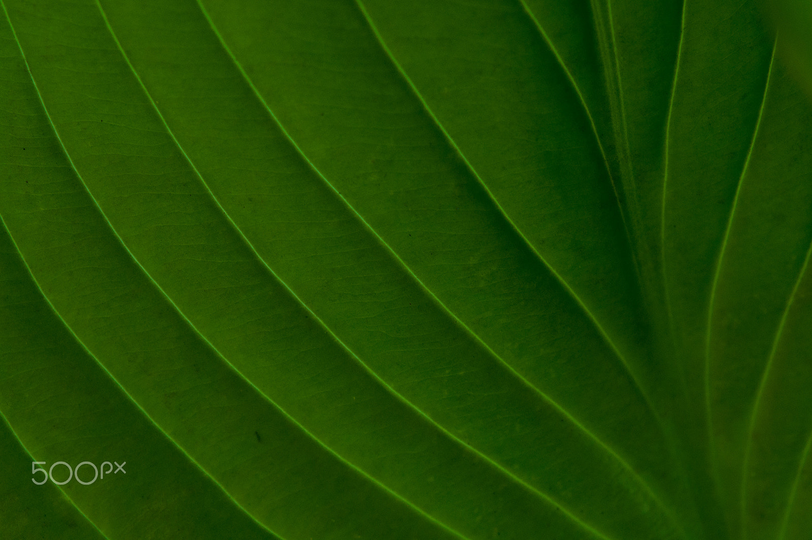 Nikon AF-S Micro-Nikkor 60mm F2.8G ED sample photo. Nyc waves of green photography