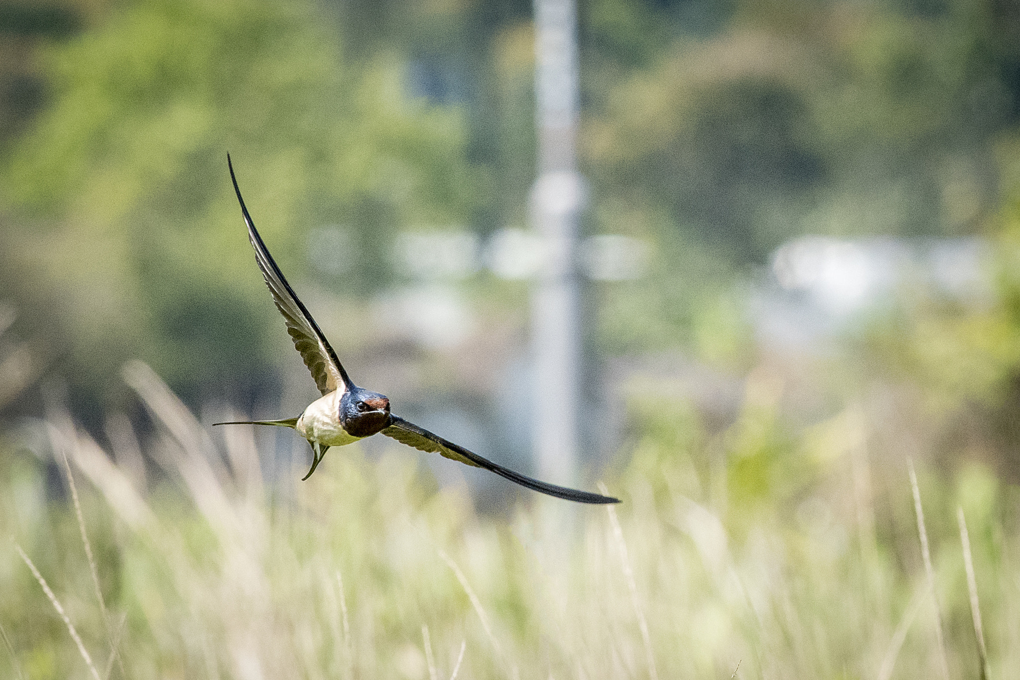 Nikon D750 + Nikon AF-S Nikkor 300mm F4D ED-IF sample photo. Barn swallow in shek kong photography