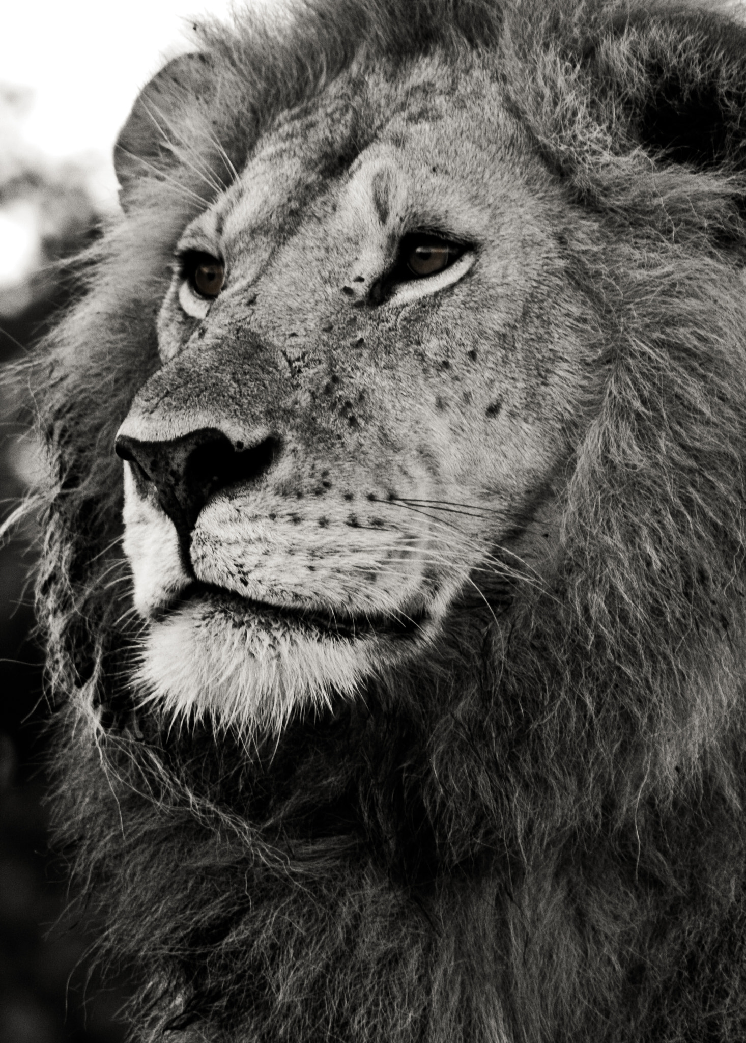 Canon EF 75-300mm f/4-5.6 USM sample photo. Portrait of a king of the jungle photography