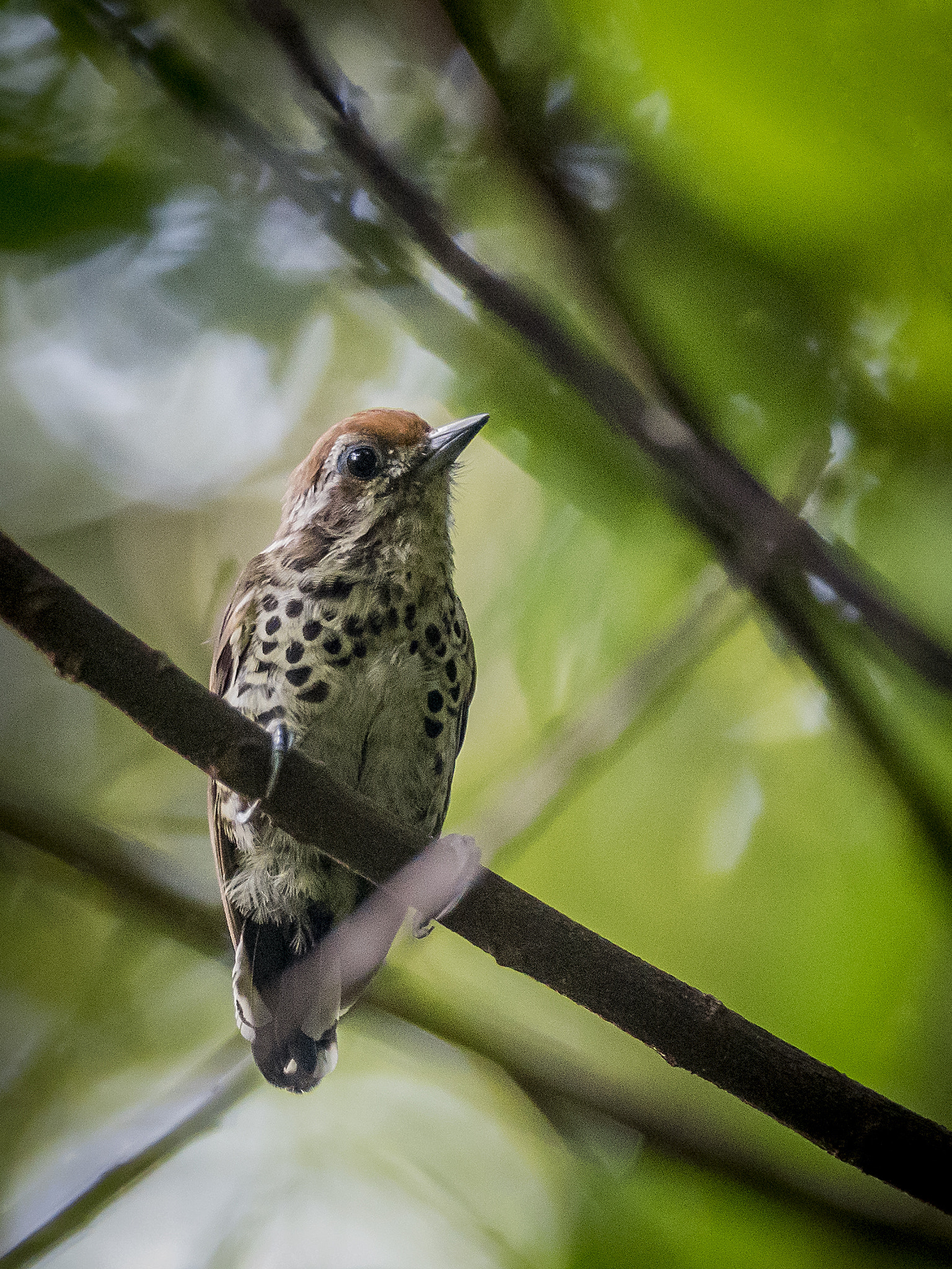 Nikon D750 + Nikon AF-S Nikkor 300mm F4D ED-IF sample photo. Speckled piculet in shek kong photography