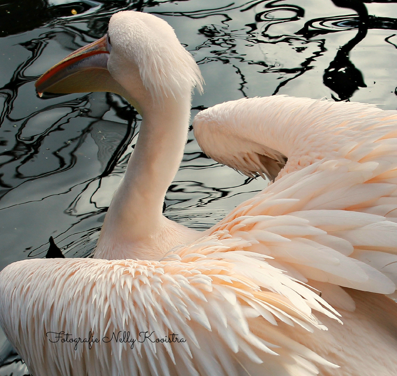 Canon EF-S 18-55mm F3.5-5.6 II sample photo. Pelican photography