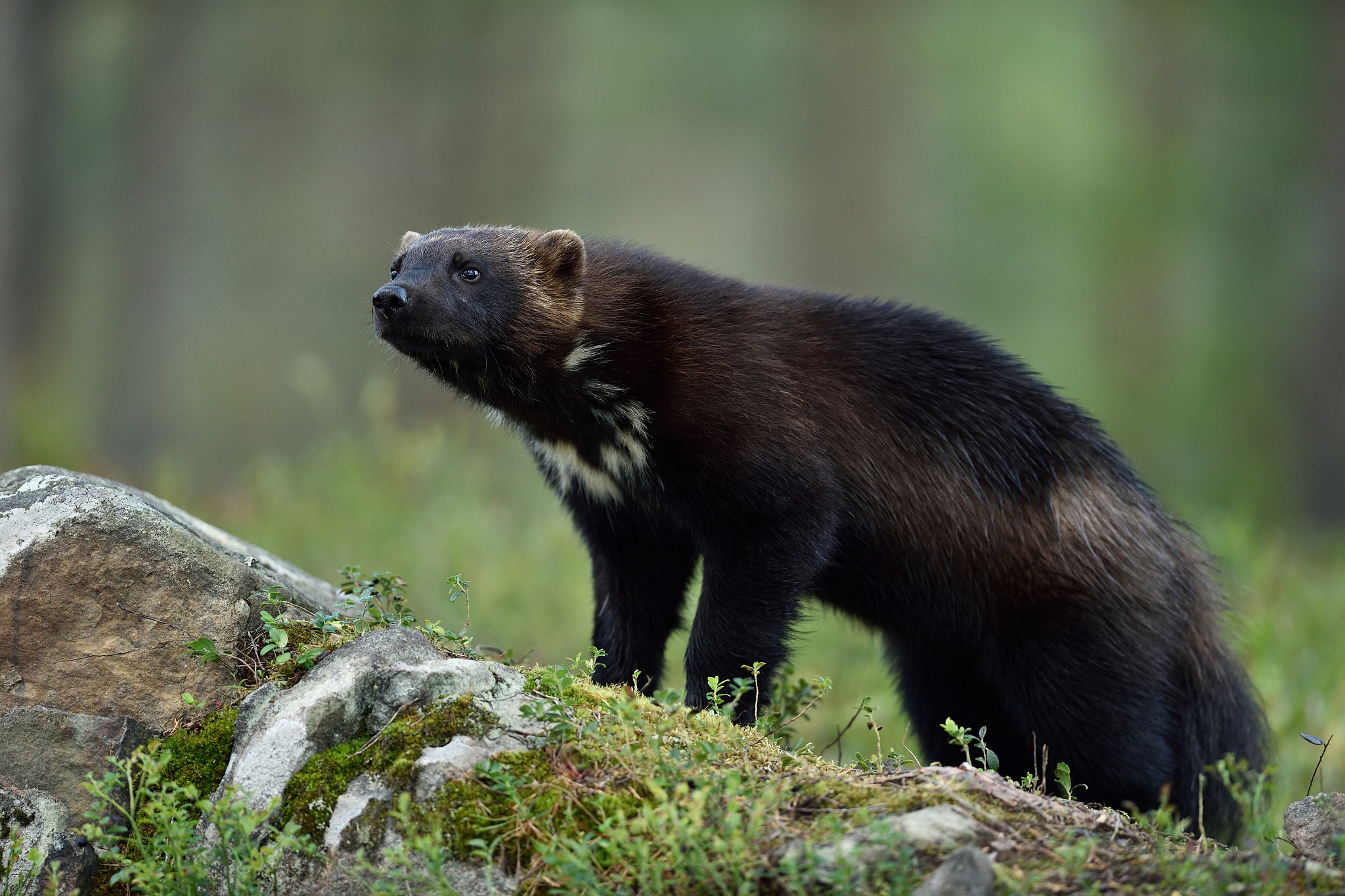 Nikon AF-S Nikkor 400mm F2.8G ED VR II sample photo. Wolverine (gulo gulo) on stone in forest photography