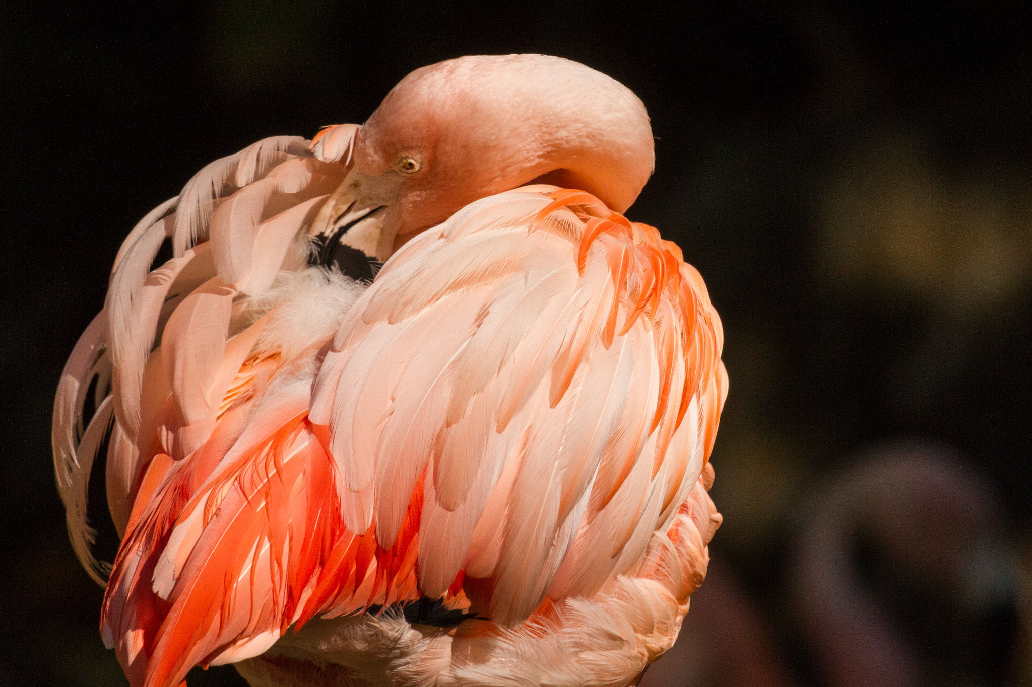Canon EOS 7D + Canon EF 100-400mm F4.5-5.6L IS USM sample photo. Pink flamingo preening photography