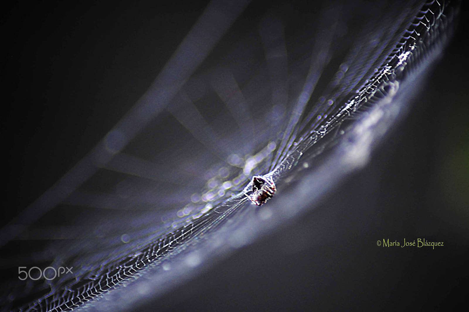 Nikon D40 sample photo. Spider photography