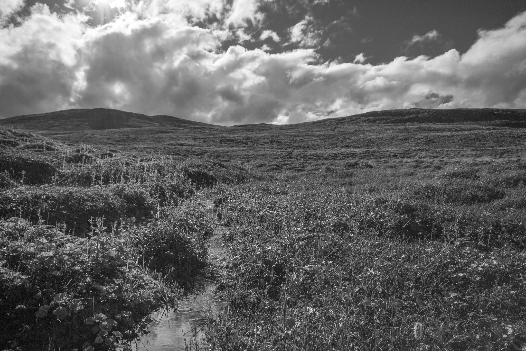 Sigma 10-20mm F4-5.6 EX DC HSM sample photo. Blueberry fields photography