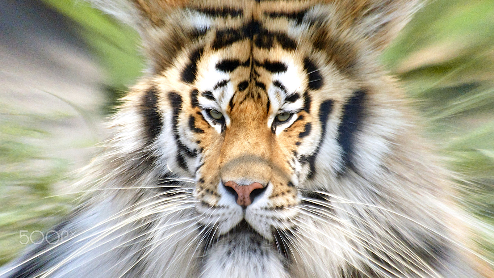 Sigma 70-300mm F4-5.6 APO DG Macro sample photo. Siberian tiger distorted photography