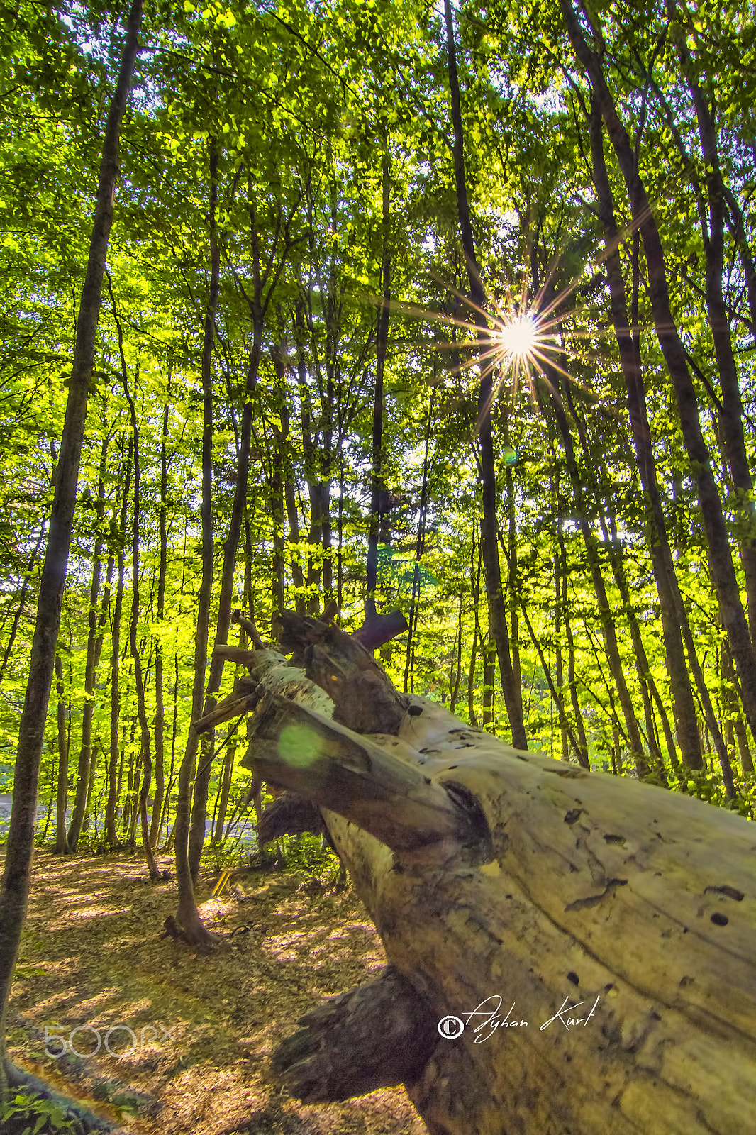 Canon EOS 650D (EOS Rebel T4i / EOS Kiss X6i) sample photo. Green forest photography