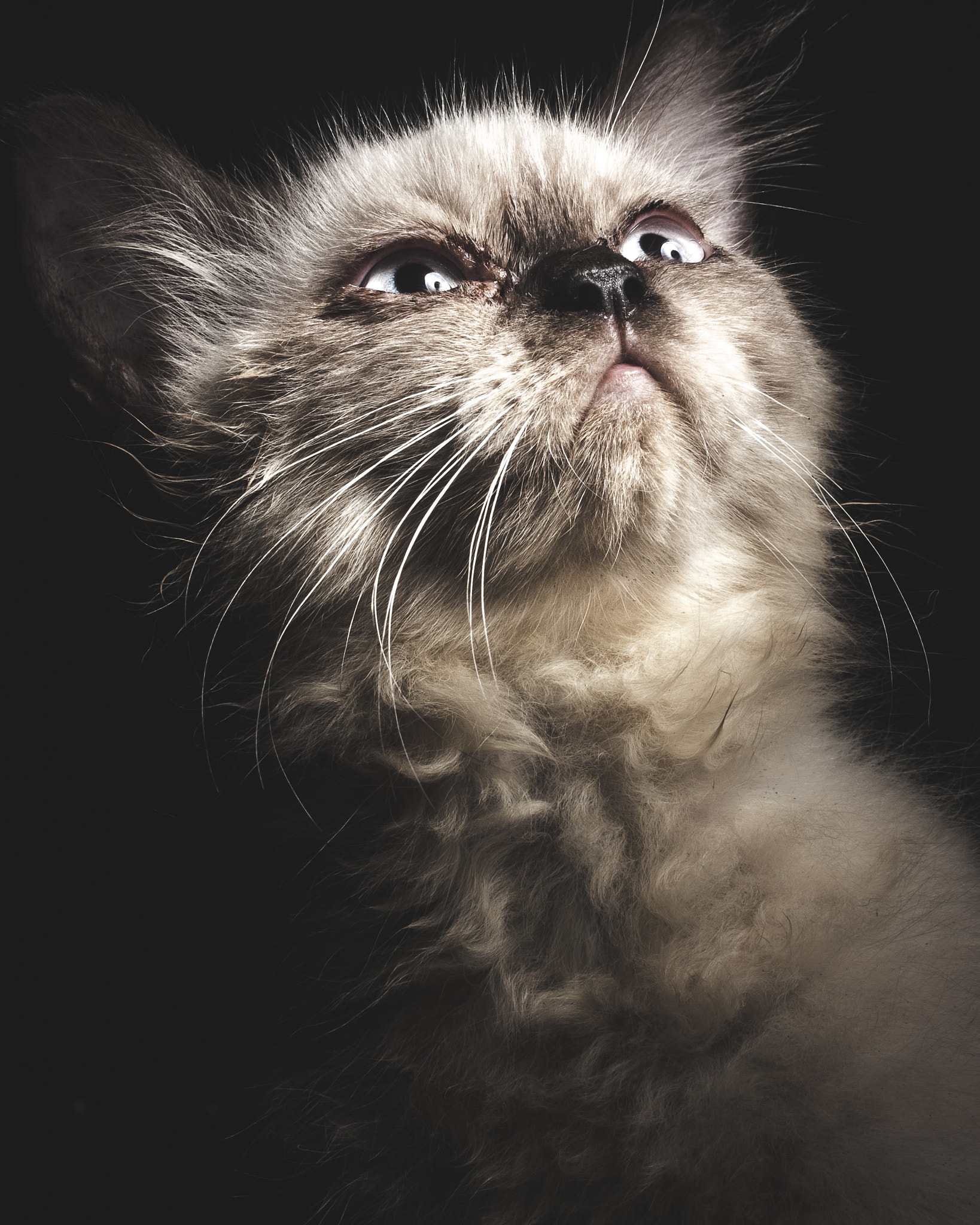 Canon EF-S 60mm F2.8 Macro USM sample photo. Googooimage catart turtle photography