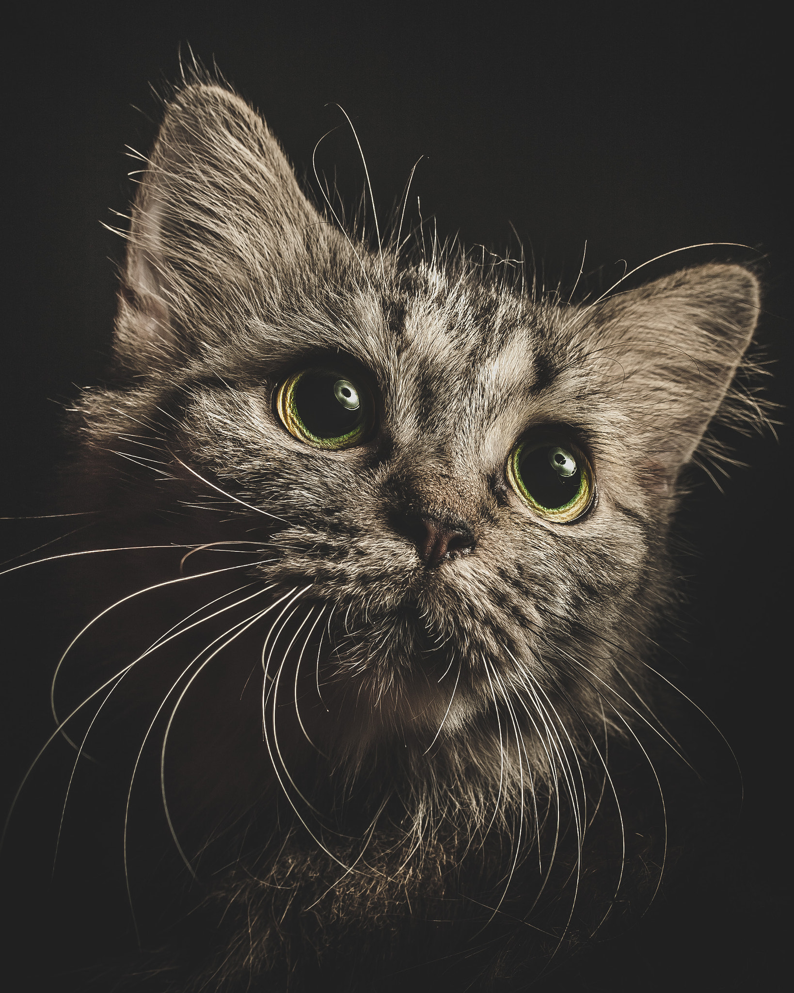 Canon EF-S 60mm F2.8 Macro USM sample photo. Googooimage catart turtle photography