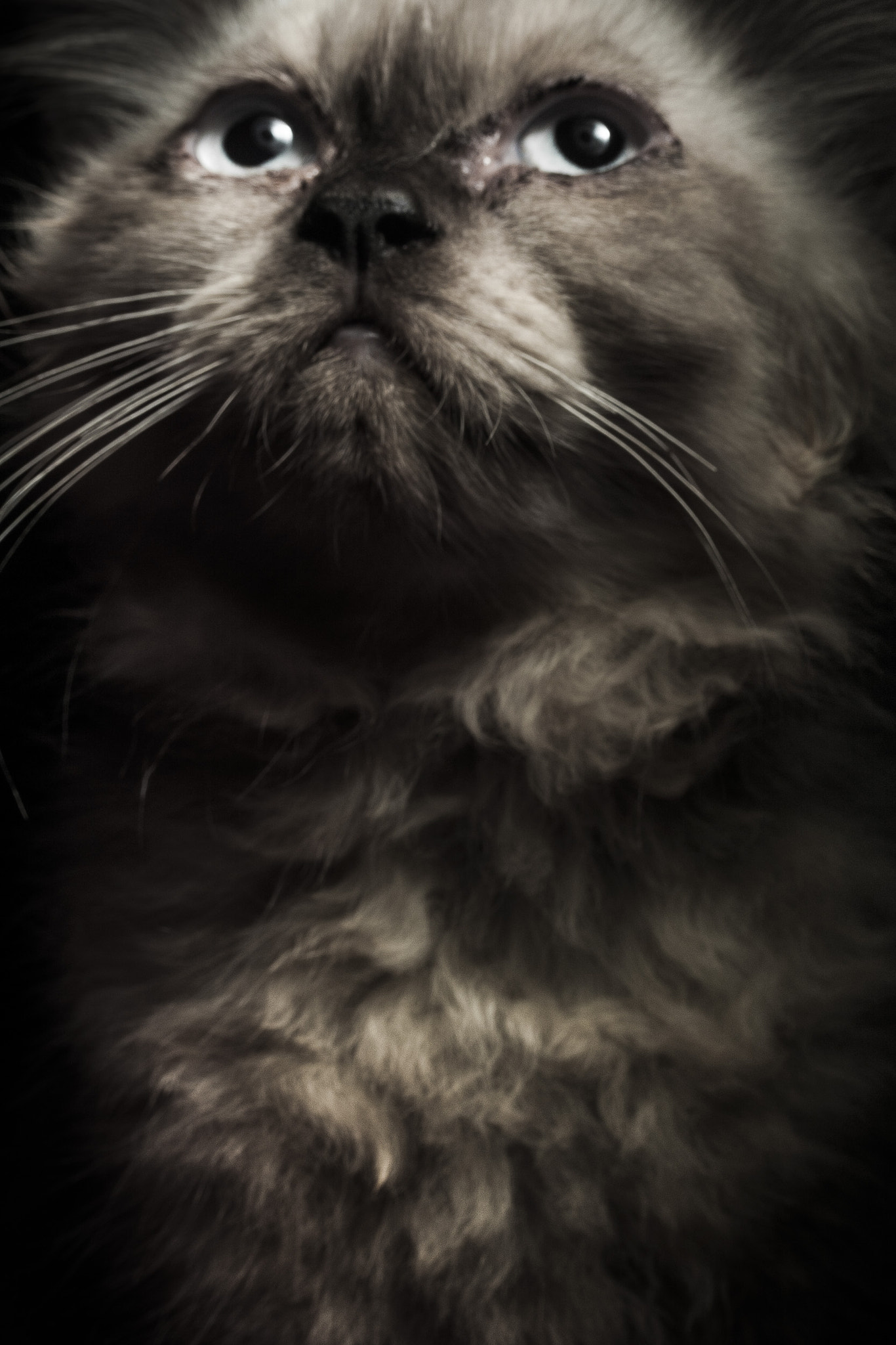 Canon EF-S 60mm F2.8 Macro USM sample photo. Googooimage catart turtle photography