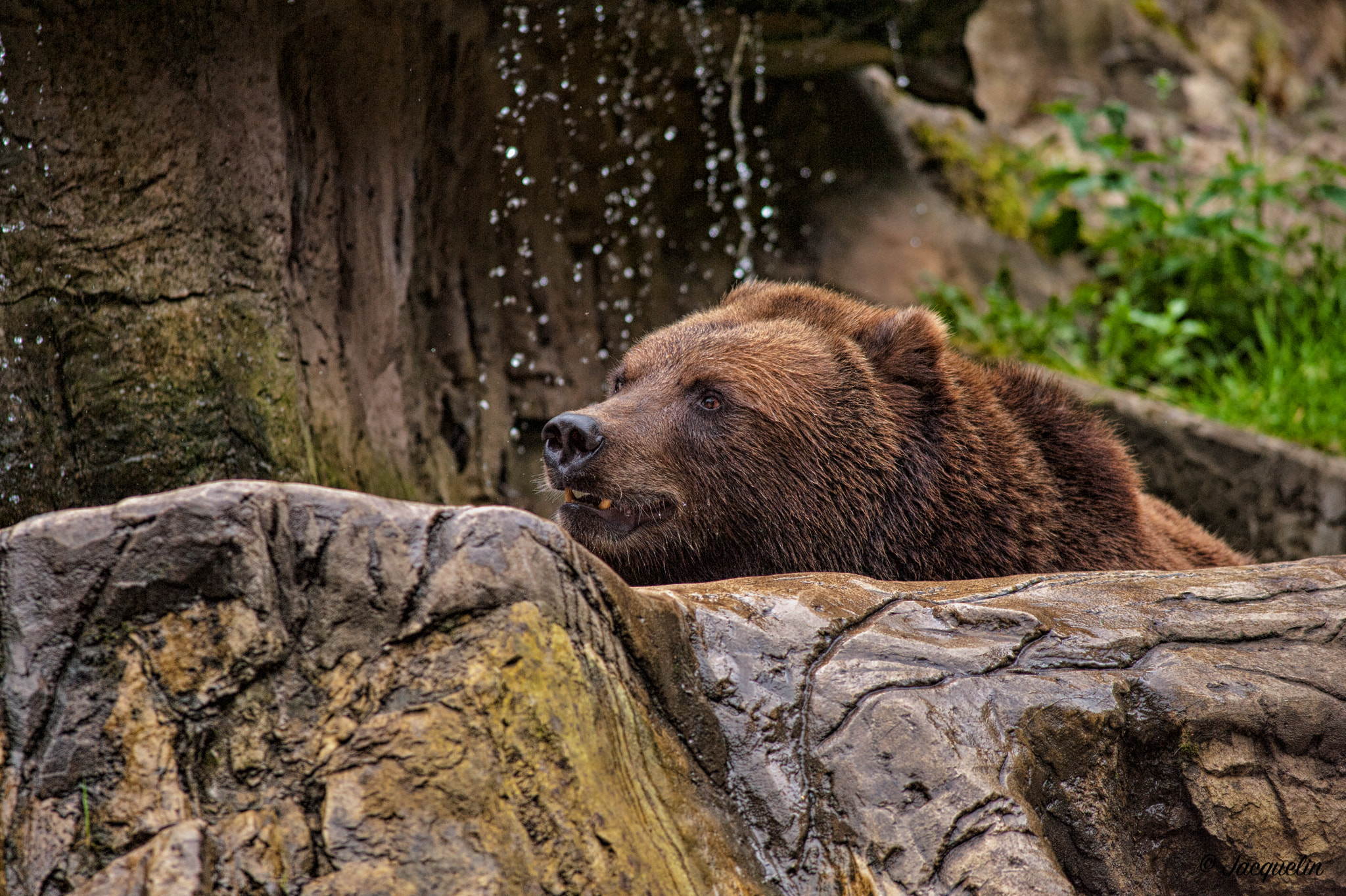 Nikon D3 + AF Nikkor 300mm f/4 IF-ED sample photo. Bear photography