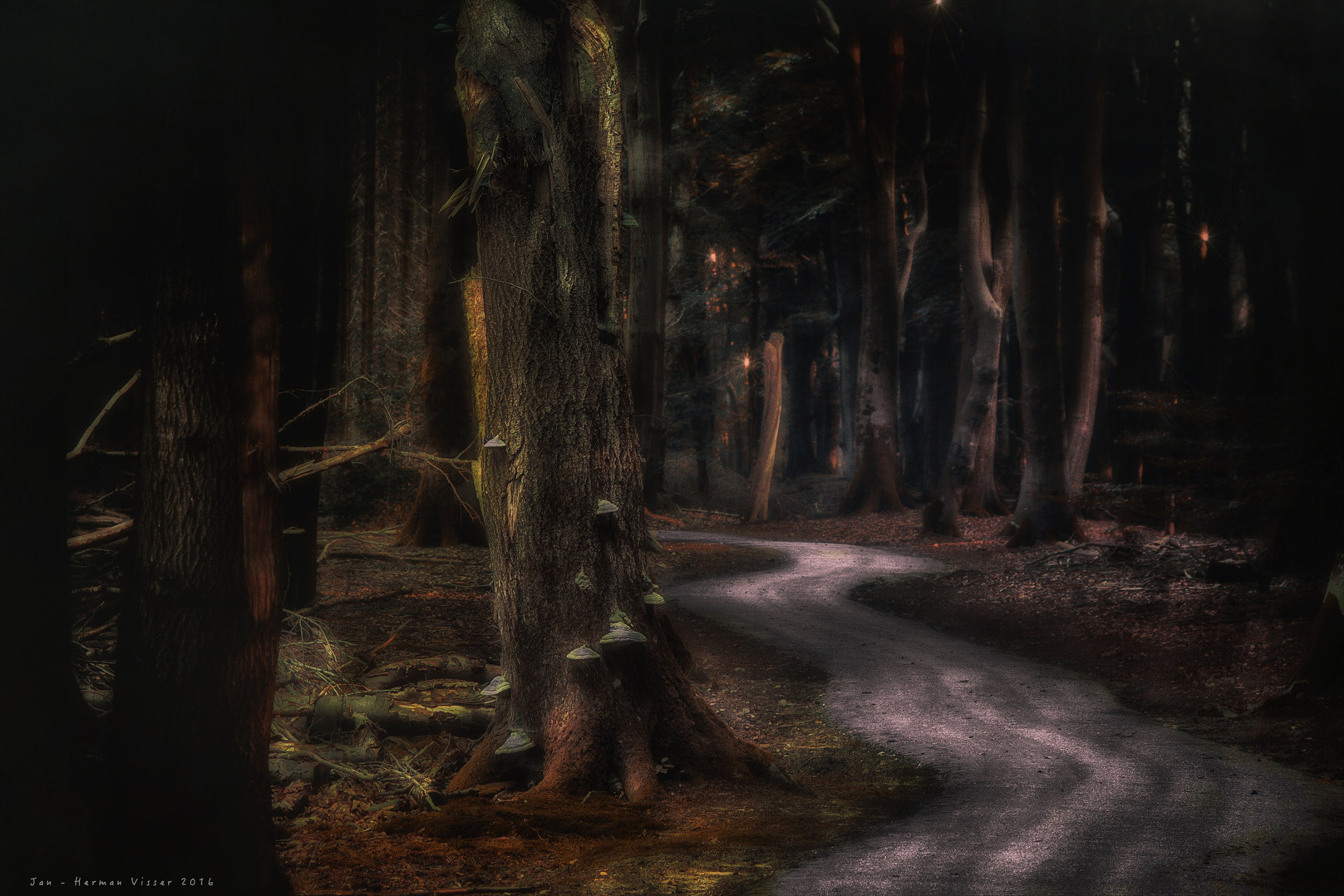 Canon EF 50-200mm f/3.5-4.5 sample photo. The king's path... photography