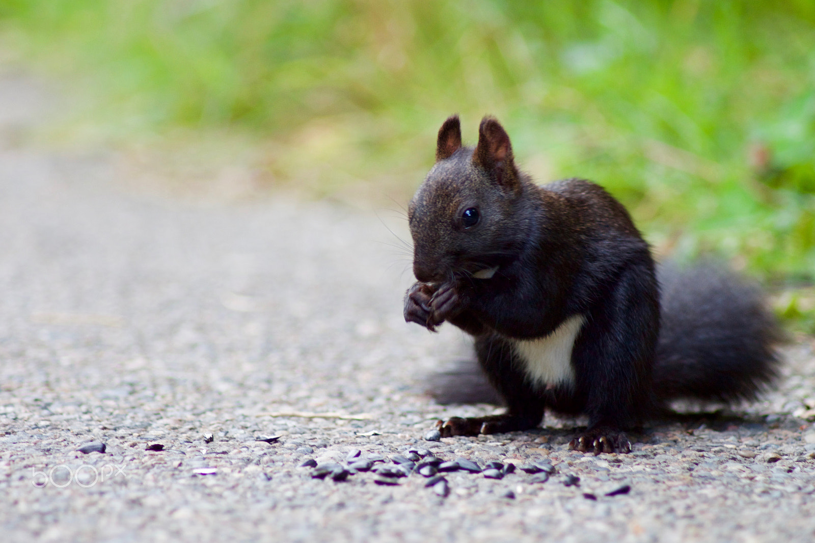 Canon EOS 500D (EOS Rebel T1i / EOS Kiss X3) sample photo. Black squirrel photography