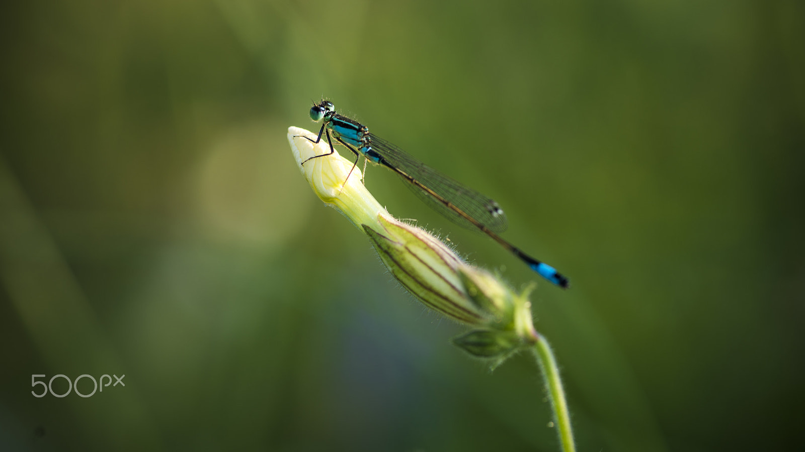 Sony a7R II + Minolta AF 100mm F2 sample photo. Blue and green photography