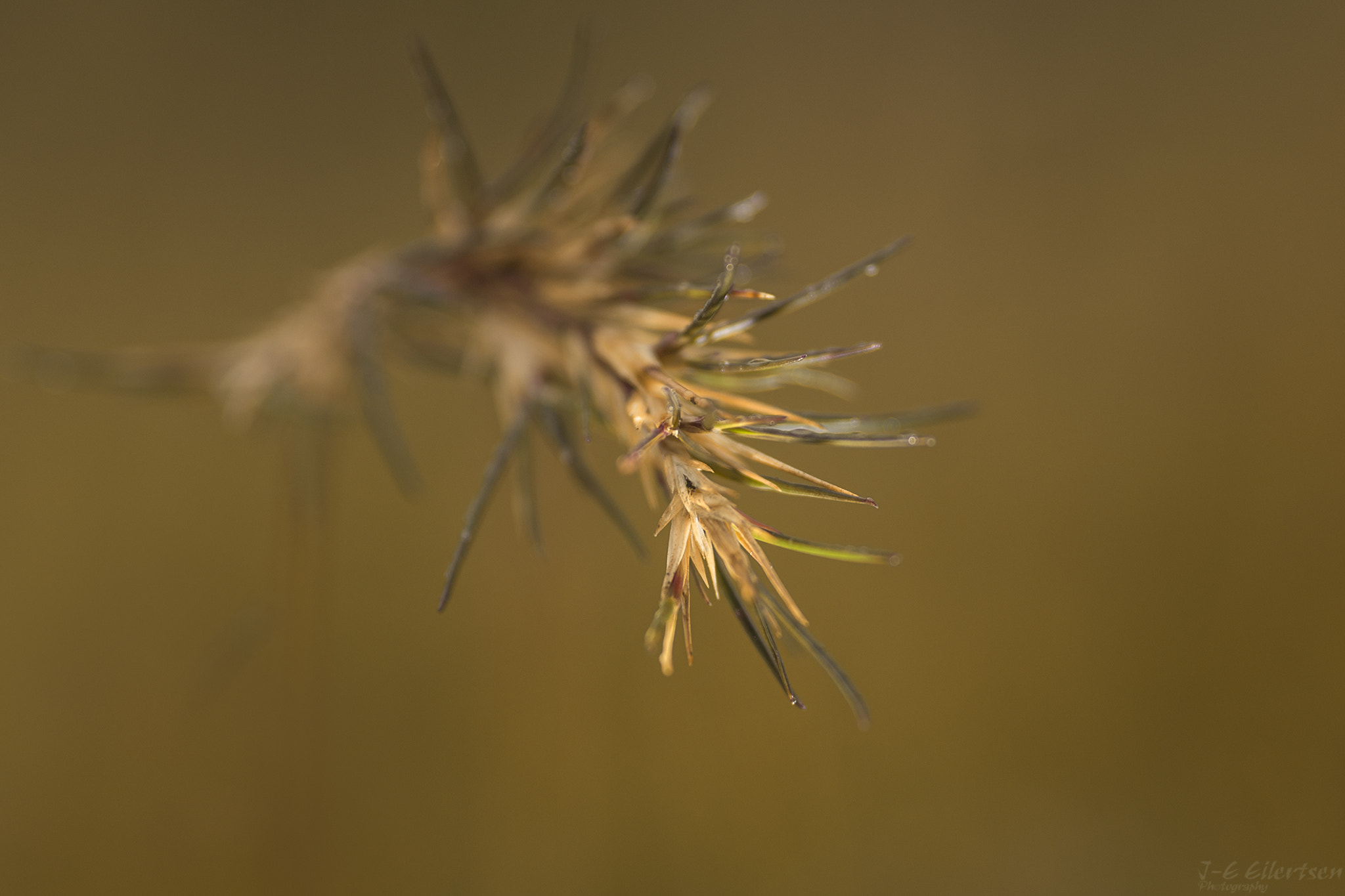 Canon EOS 6D + Sigma 105mm F2.8 EX DG Macro sample photo. A straw photography