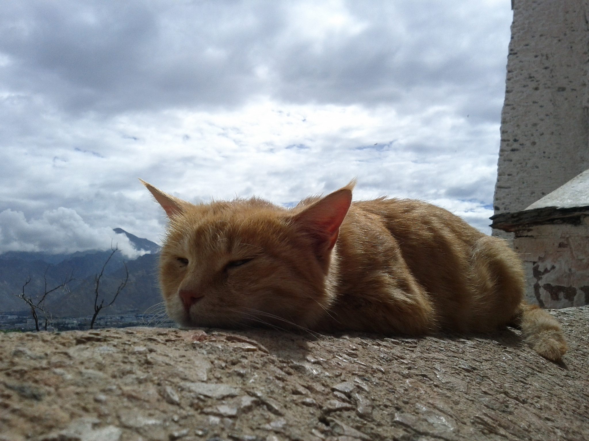 Google Nexus S sample photo. Cat photography