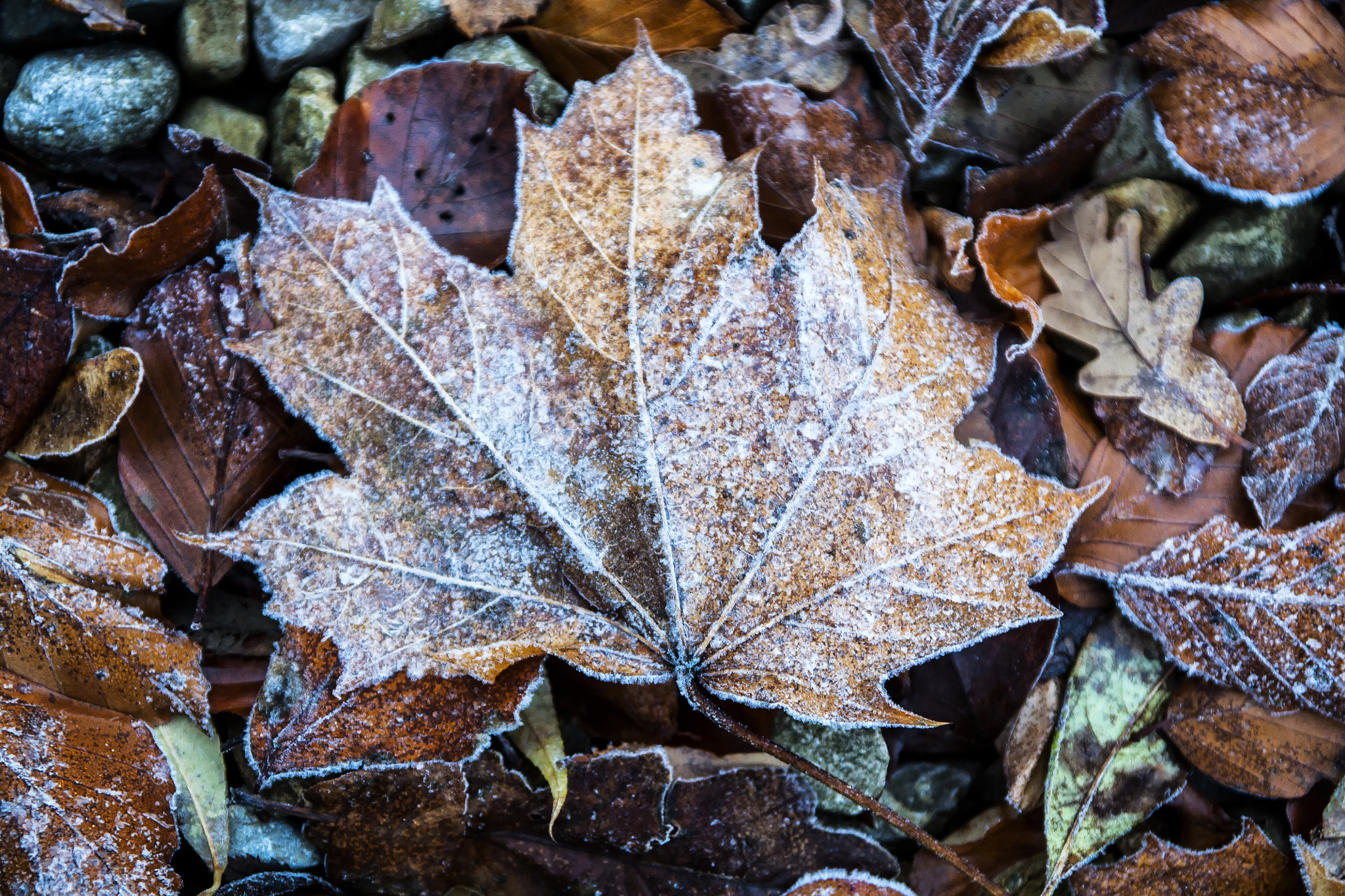 Autumn Frost