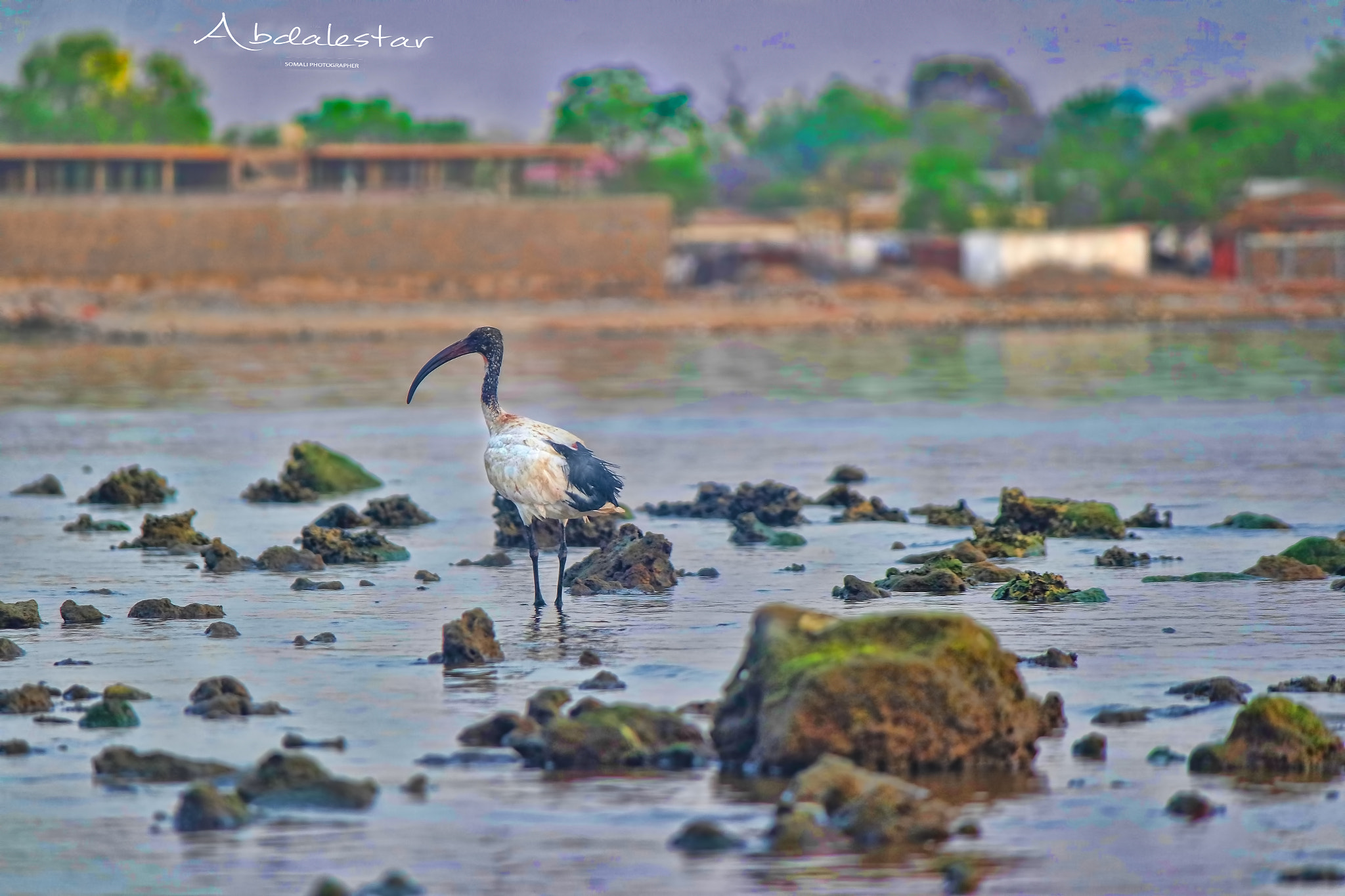 Samsung NX3000 + NX 50-200mm F4-5.6 sample photo. Somali wild bird ( xidin xiito) photography