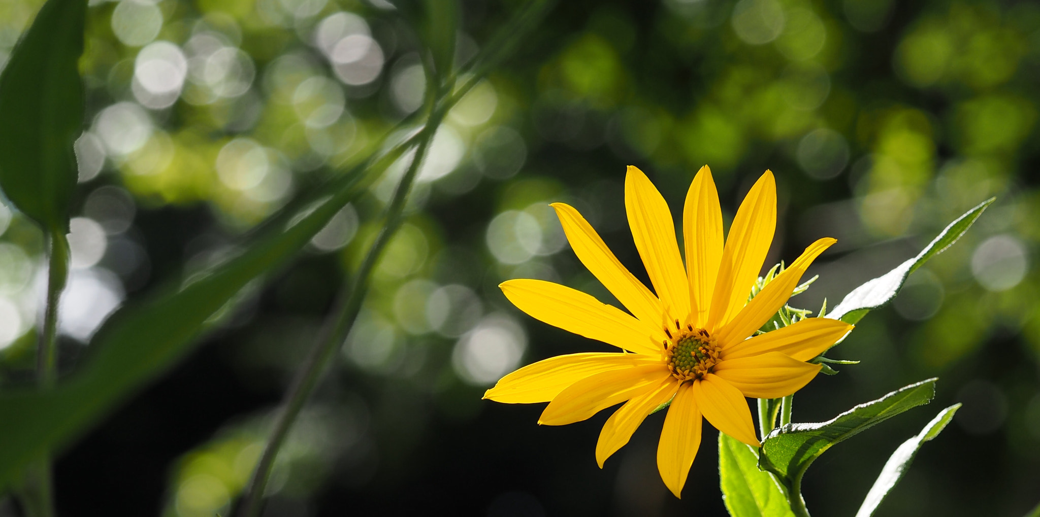 Olympus PEN E-PL7 sample photo. Jerusalem artichoke photography