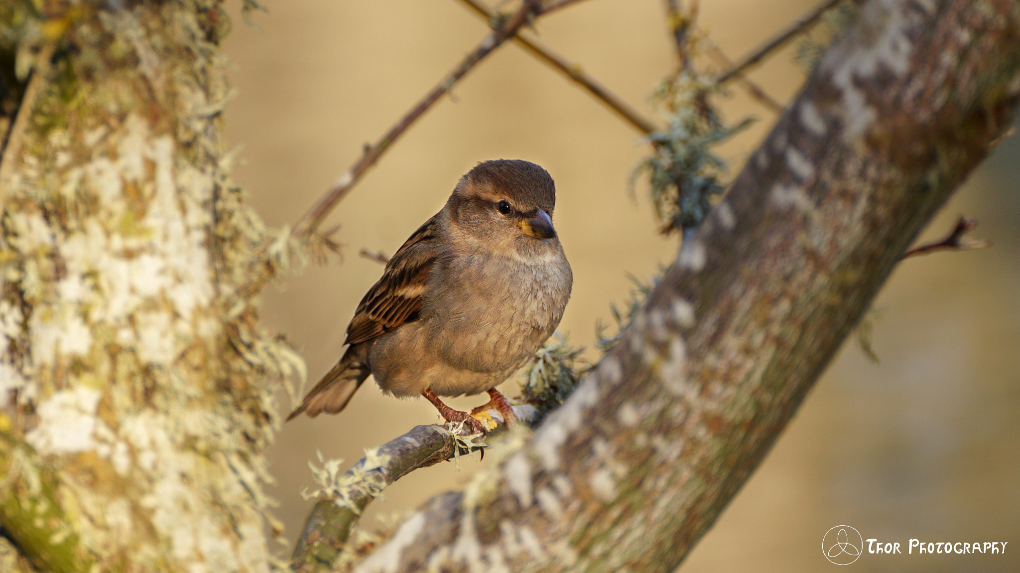 Tamron SP 70-300mm F4-5.6 Di USD sample photo. Sparrow photography