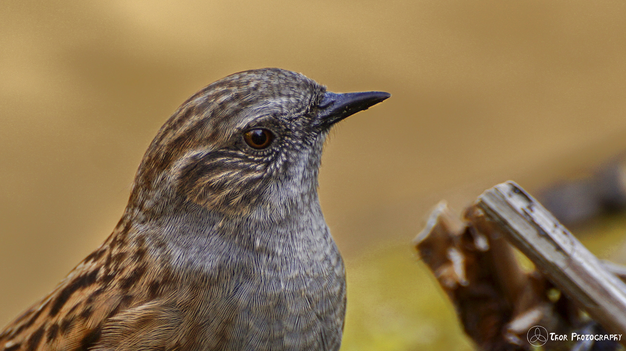 Tamron SP 70-300mm F4-5.6 Di USD sample photo. Dunnock photography