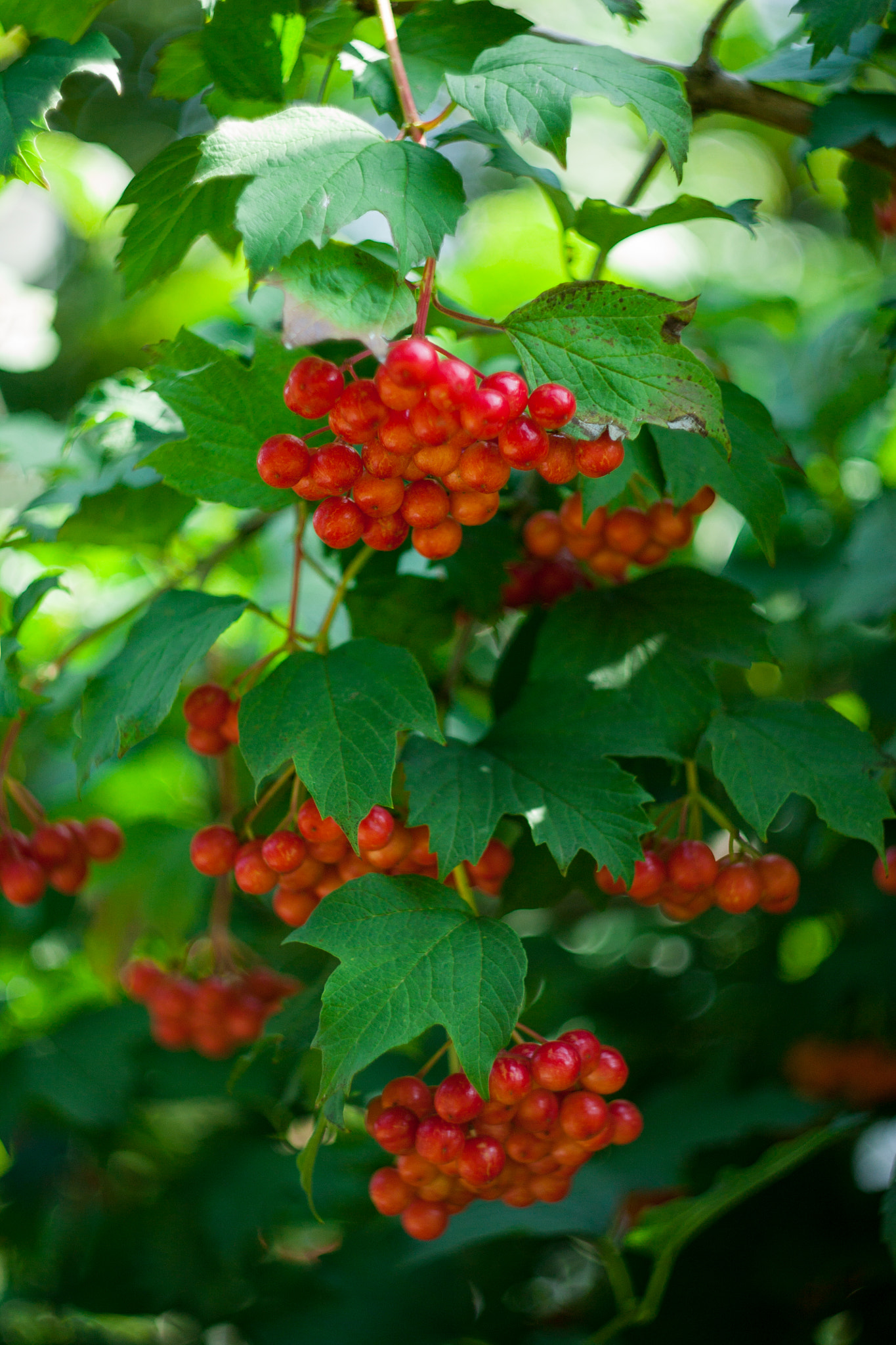 Canon EF 35-80mm f/4-5.6 sample photo. Калина photography