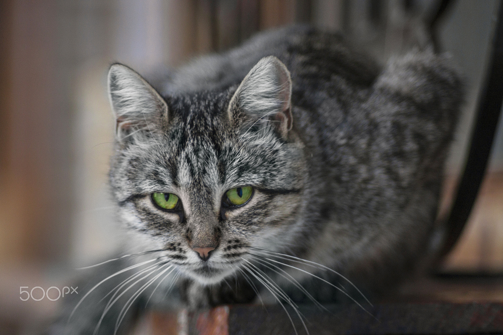 Canon EF 35-80mm f/4-5.6 sample photo. Gray green-eyed cat. photography