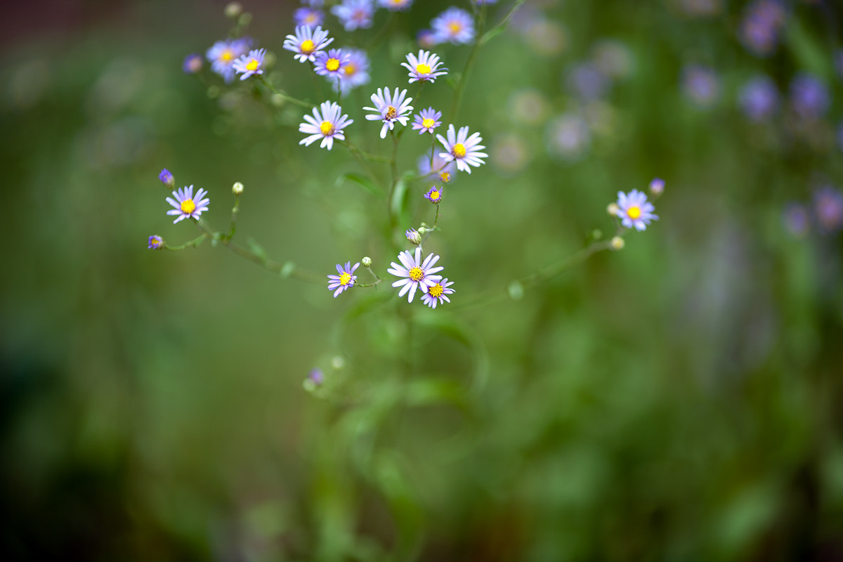 Canon EOS 5D + Canon EF 135mm F2L USM sample photo. Cosmos photography