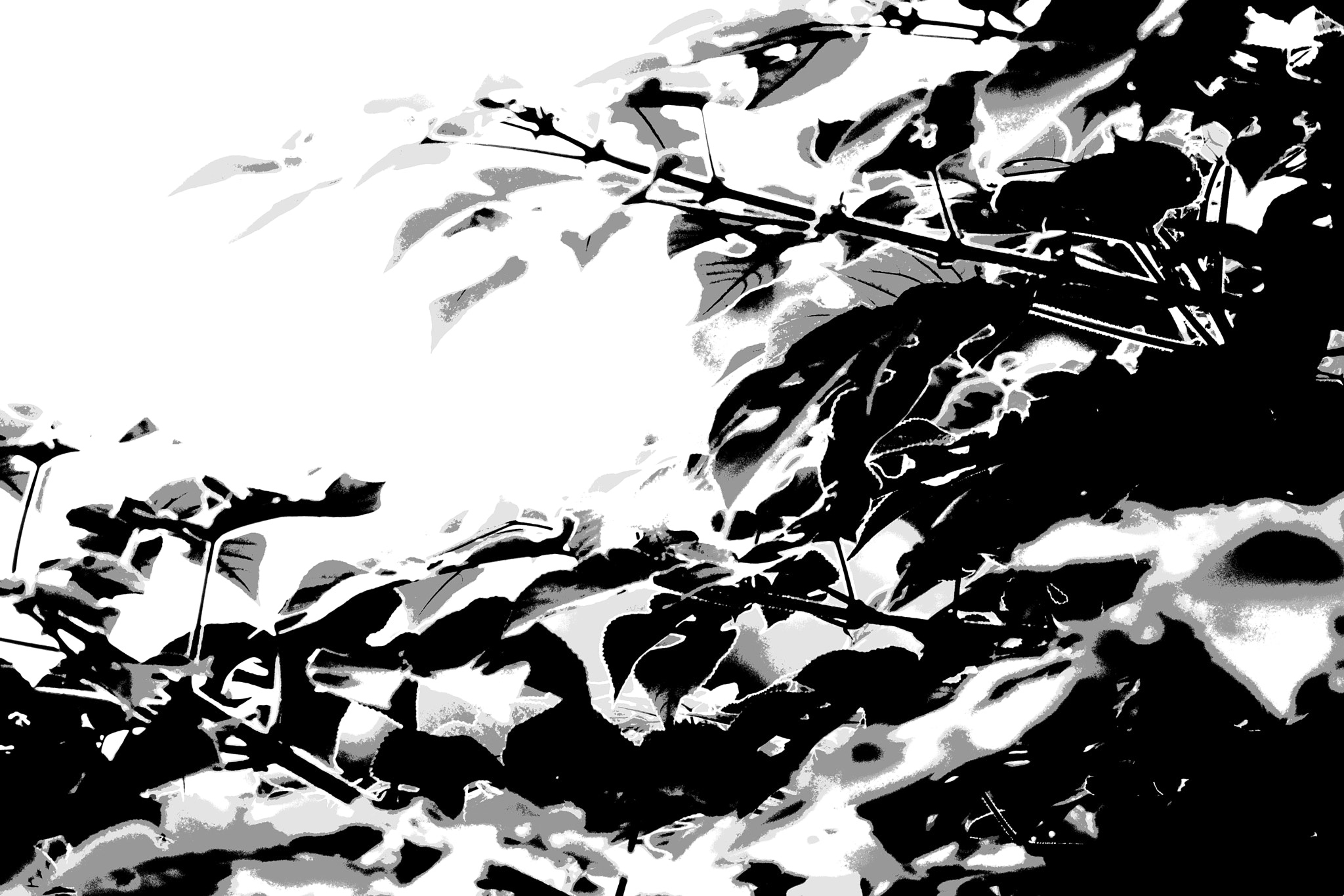 Sony DT 55-200mm F4-5.6 SAM sample photo. Impression of branches and leaves photography