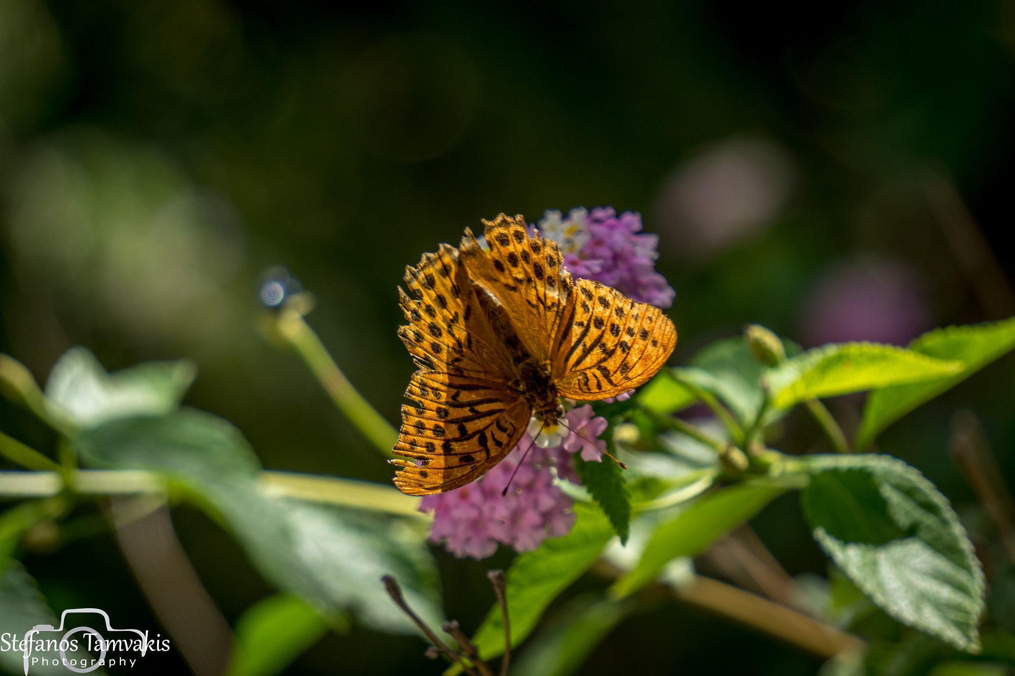 Sony a7R + Sony E 55-210mm F4.5-6.3 OSS sample photo. Butterfly photography