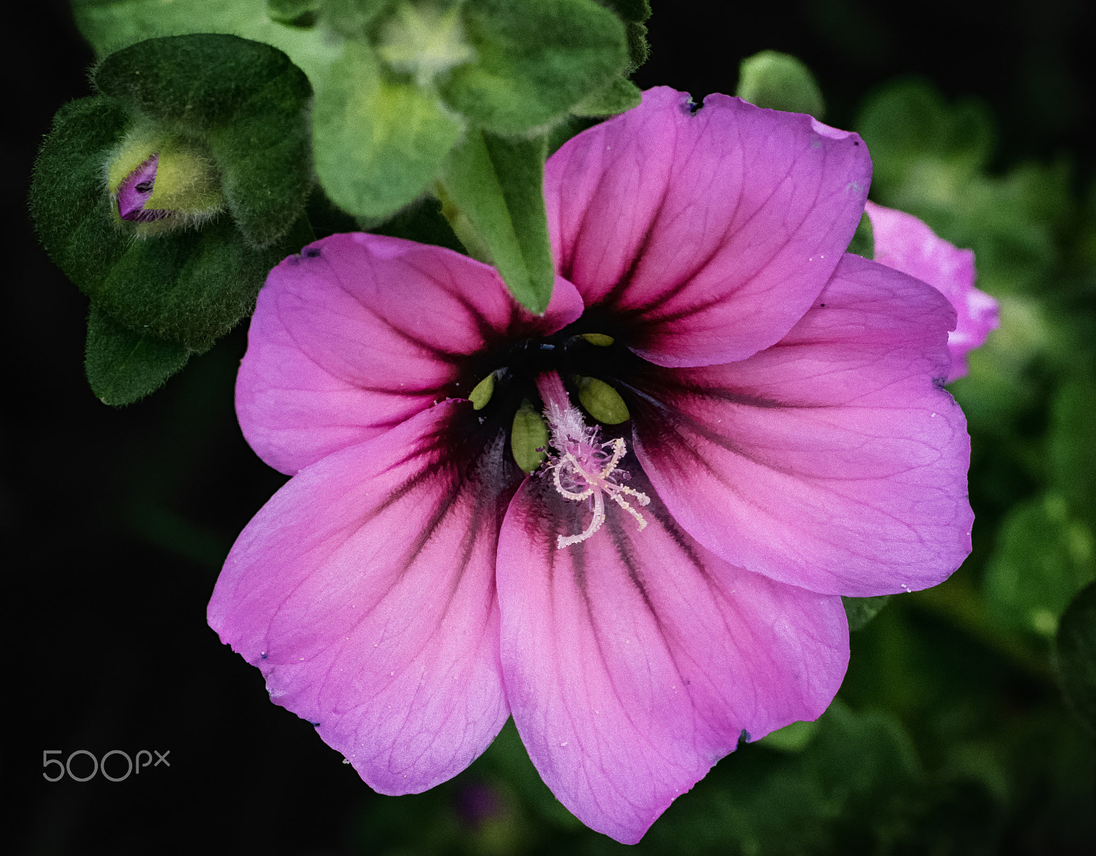 Panasonic Leica DG Macro-Elmarit 45mm F2.8 ASPH OIS sample photo. Malva photography